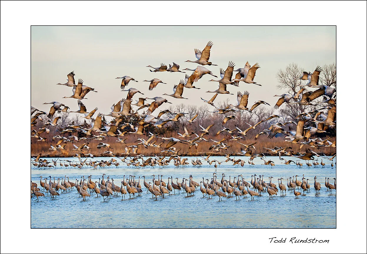 Sandhill Cranes - Morning Rush Hour [0023]