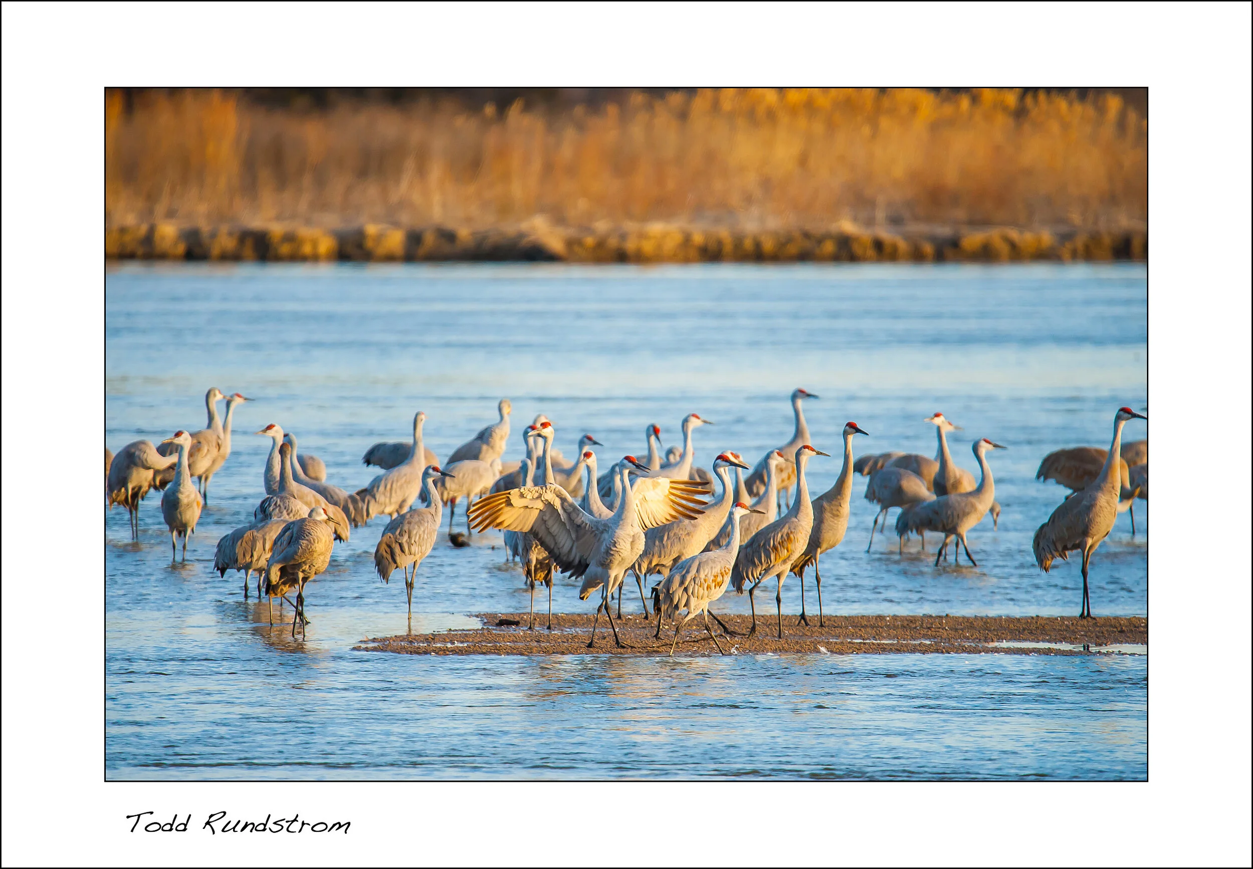 Sandhill Cranes - Morning Stretch [0024]