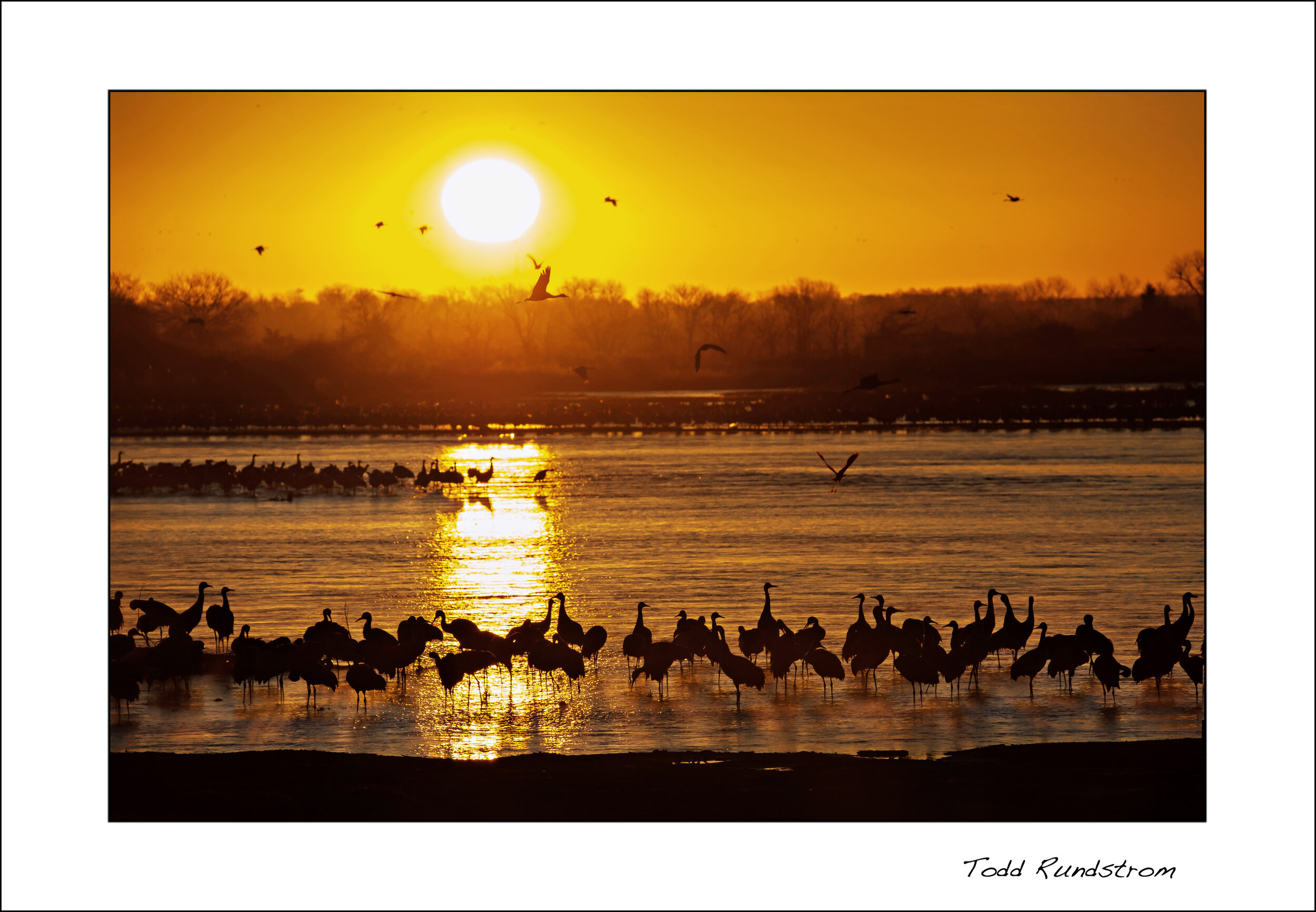 Sandhill Cranes • Daybreak on the Platte [0021]