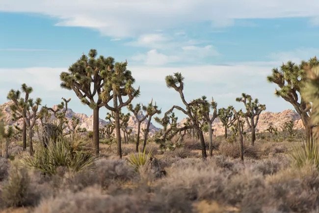 joshua-trees-NPS-Brad-Sutton.jpeg