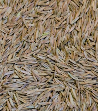 Close-up image of numerous rice grains.