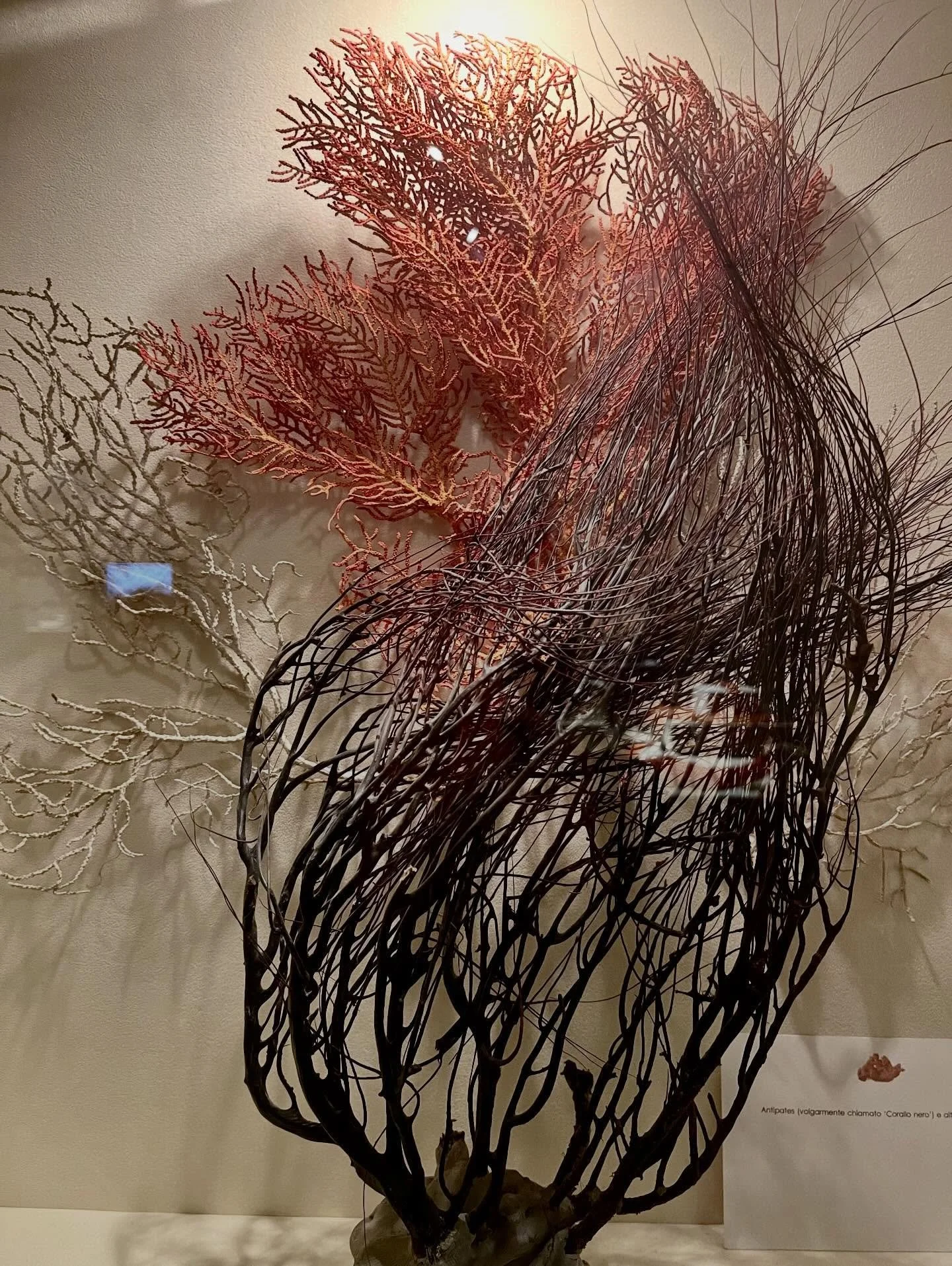 #ascionegioielli coral 🪸 jewels, cameos and more!