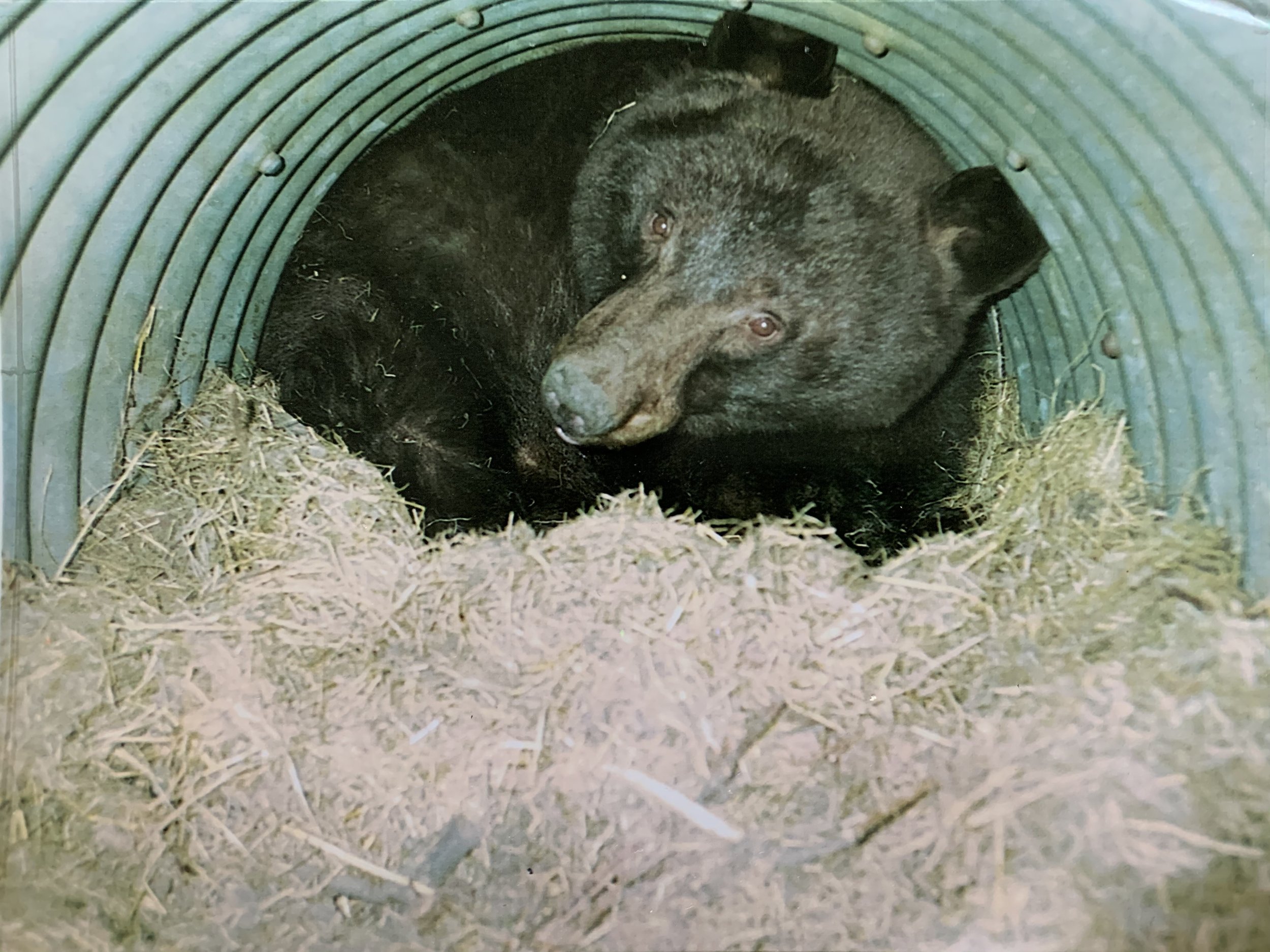 How to Plan for a Bear Market - Ep #102