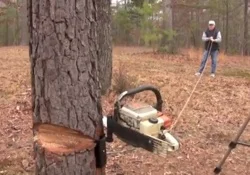 A New Safer Way to Cut Down a Tree? ... Maybe
