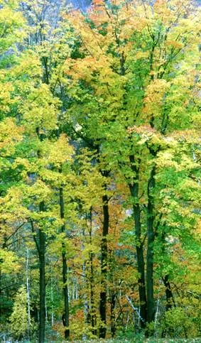 Rockler Makes Donations to Hardwood Forestry Fund