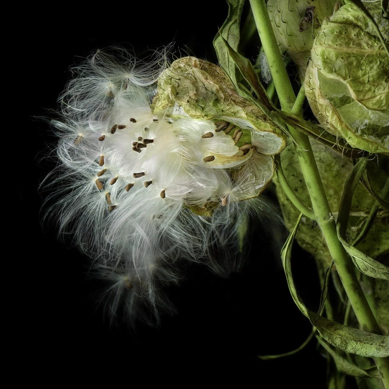 Milkweed • 20x20" • Dye Sublimation on Aluminum 