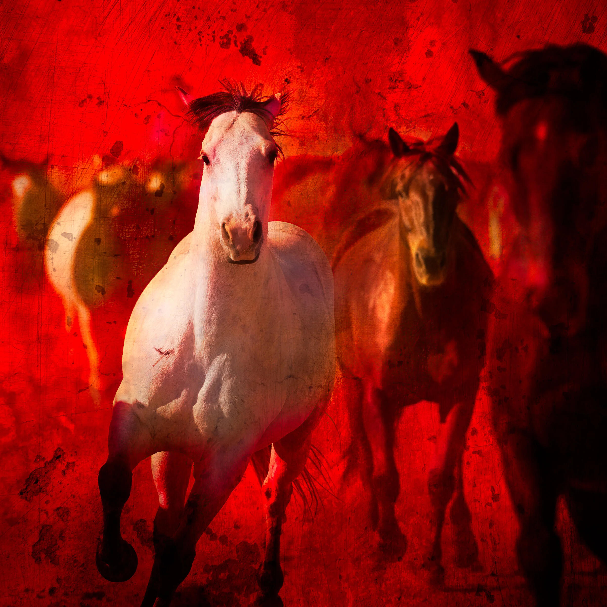 Wild N' Red 48x48