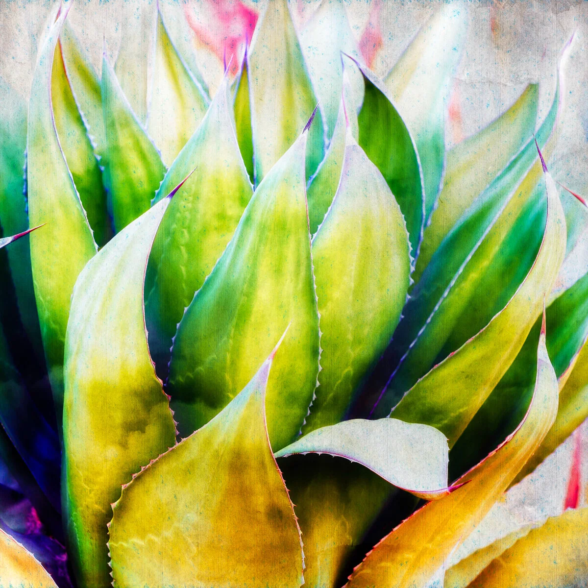 Skylit Poetic Agave 48x48