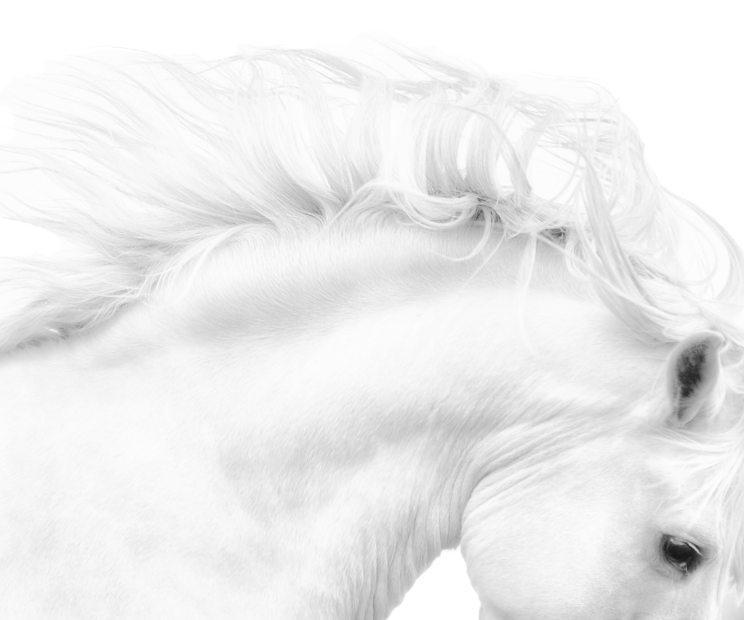 White Stallion 36x30
