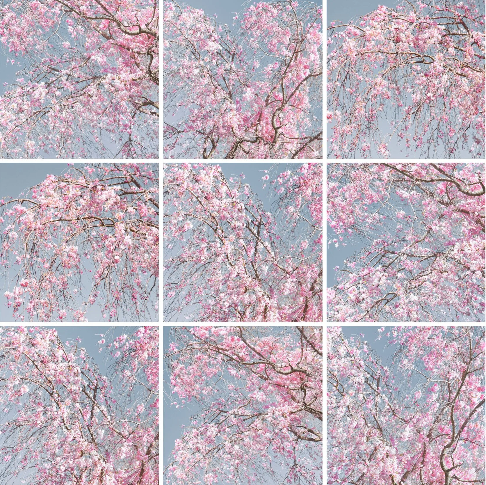 Spring Quarantine Window #2 40x40