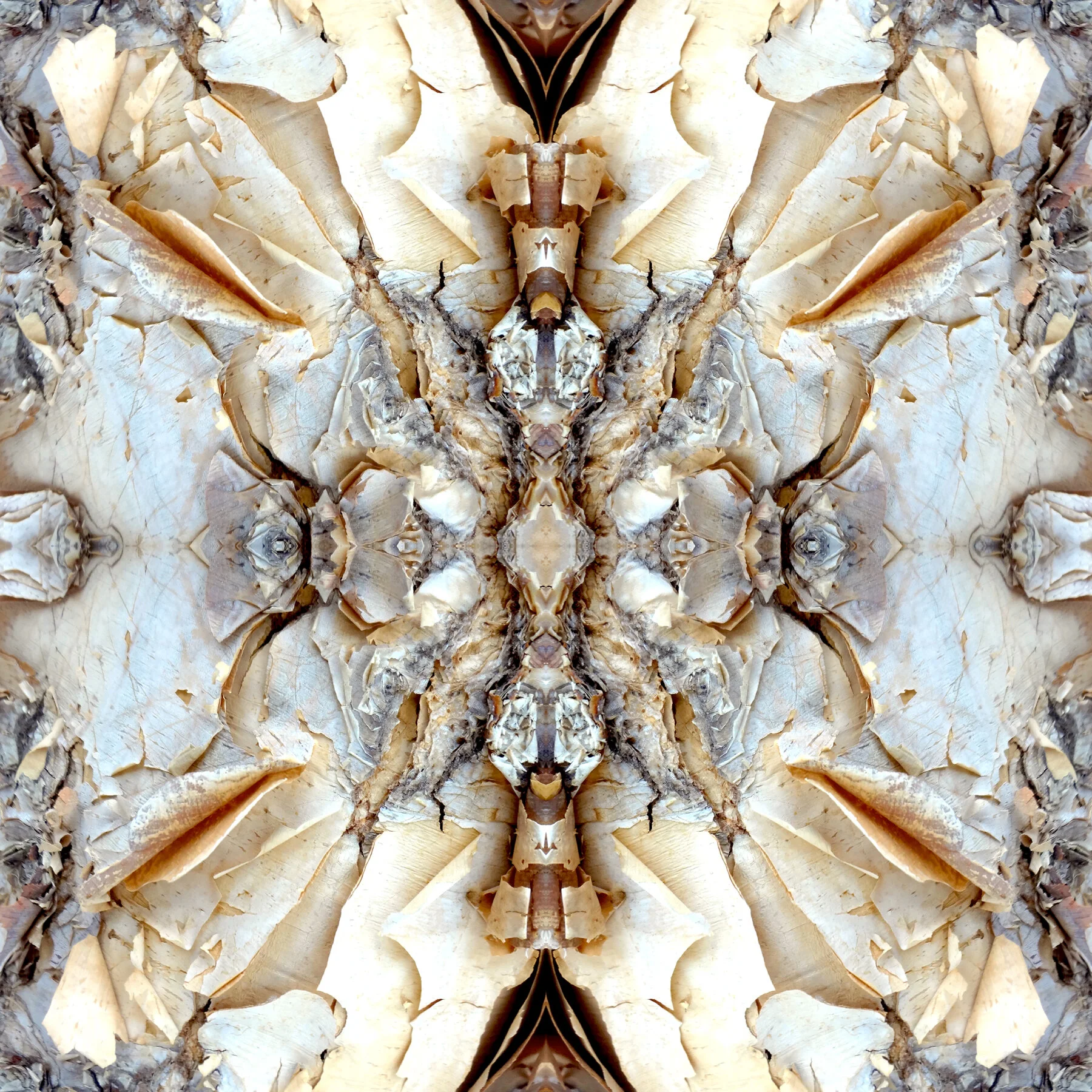 Tree Bark Composition No.581 40x40"