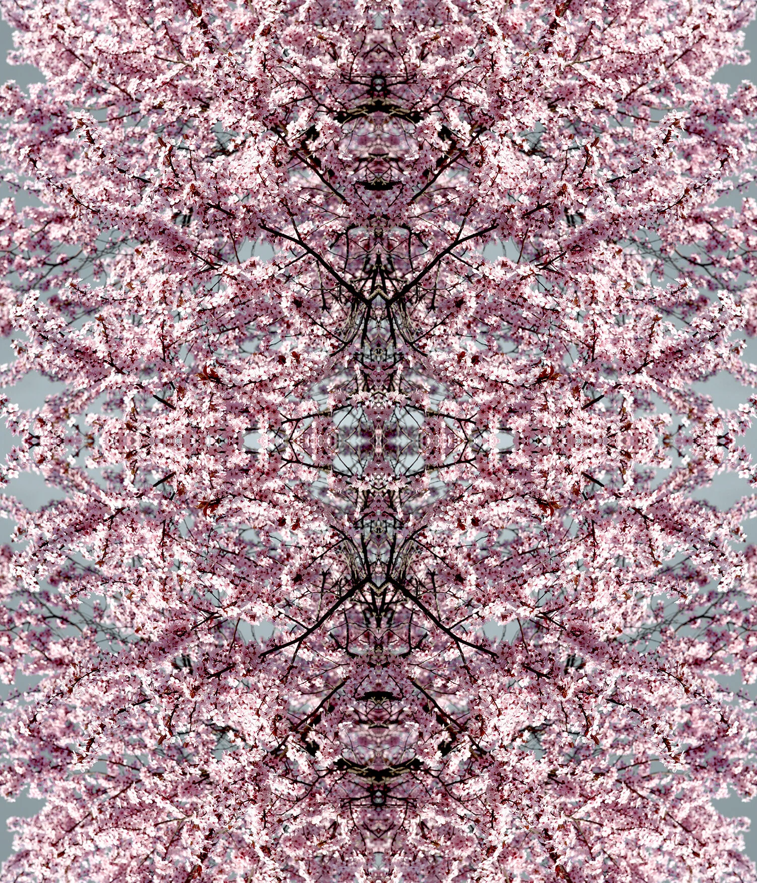 Cherry Blossoms Composition No.656 50x60"