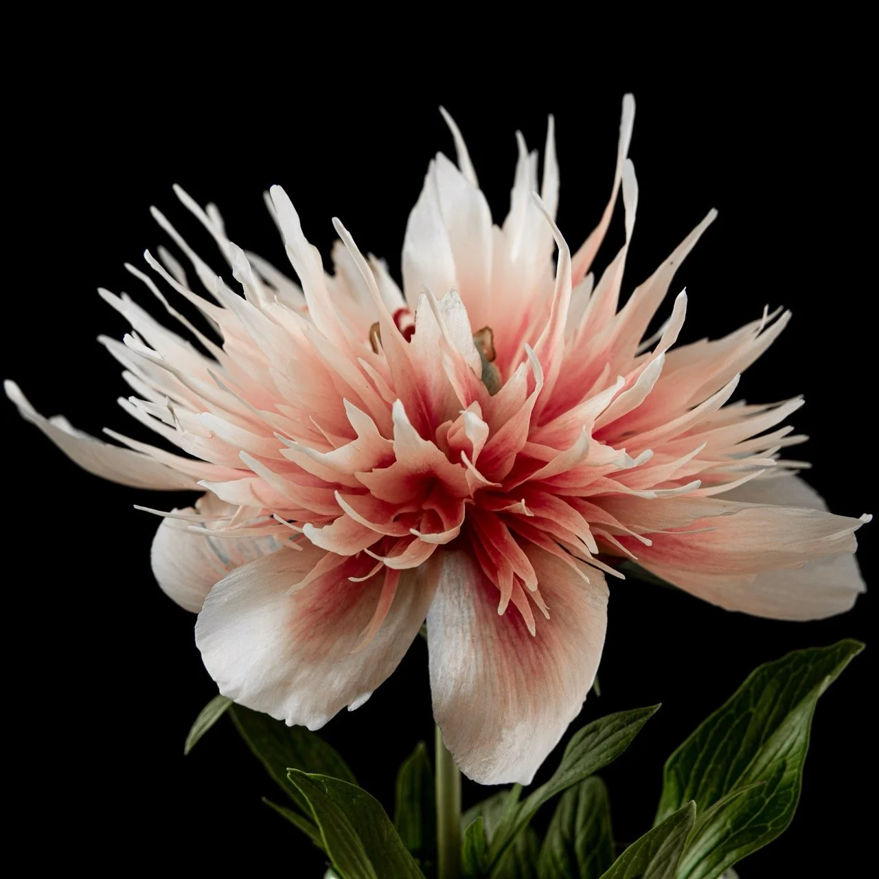 "Peony" • 20x30" • Dye Sublimation on Aluminum 