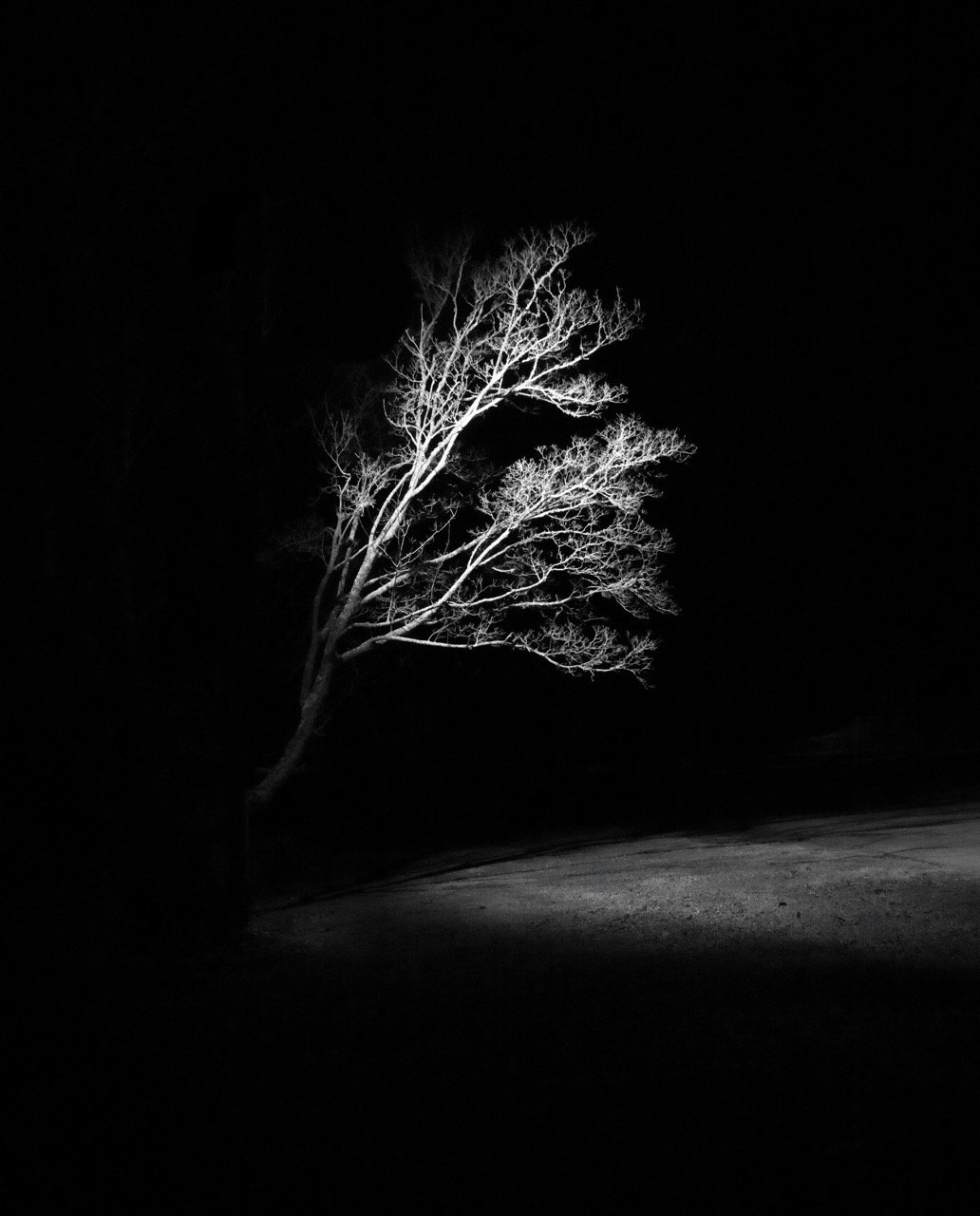 “Silent Reach” • 30x25” • Dye Sublimation on Aluminum