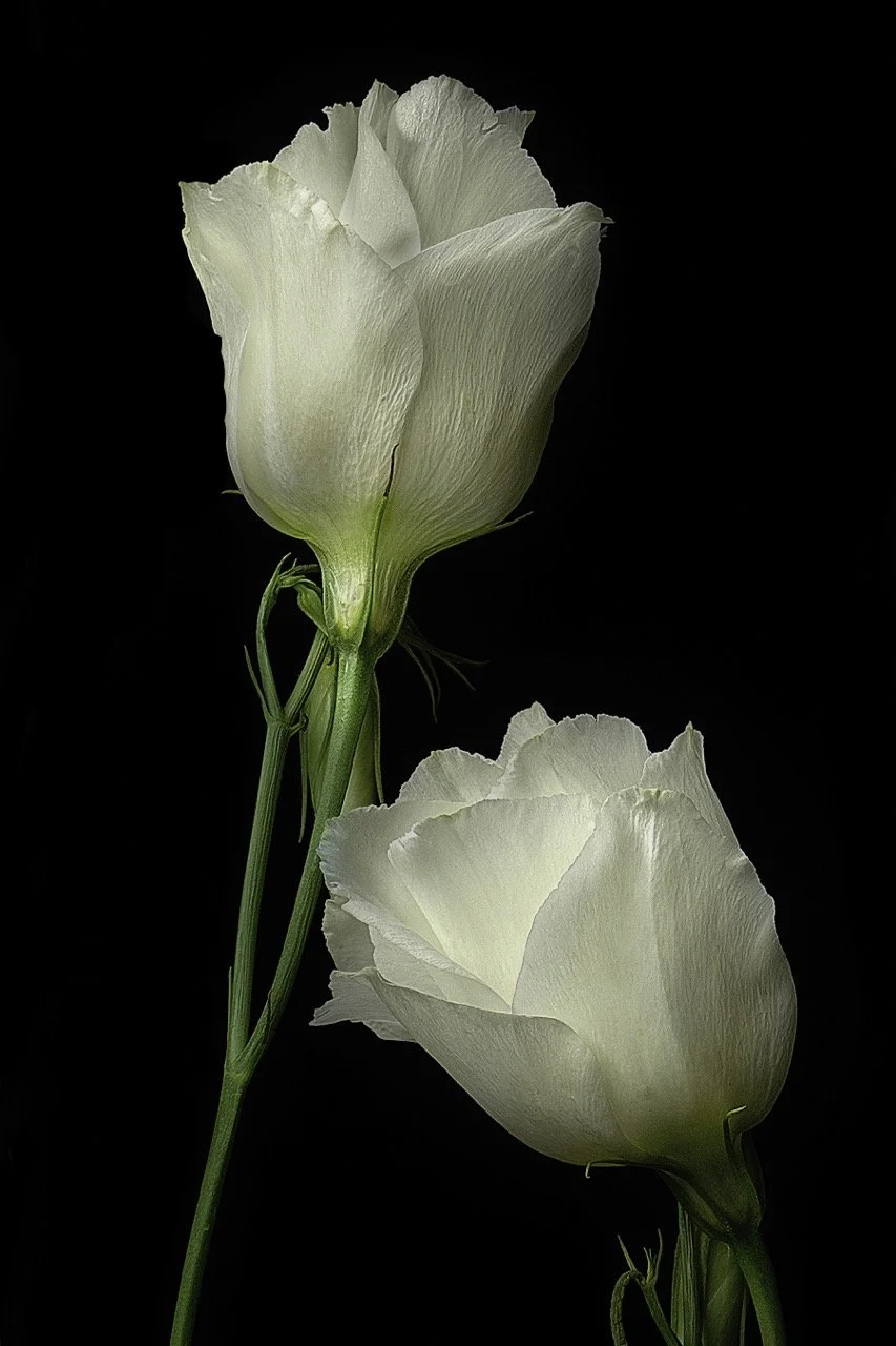 Lisianthus: Duos • 20x30" • Dye Sublimation on Aluminum 