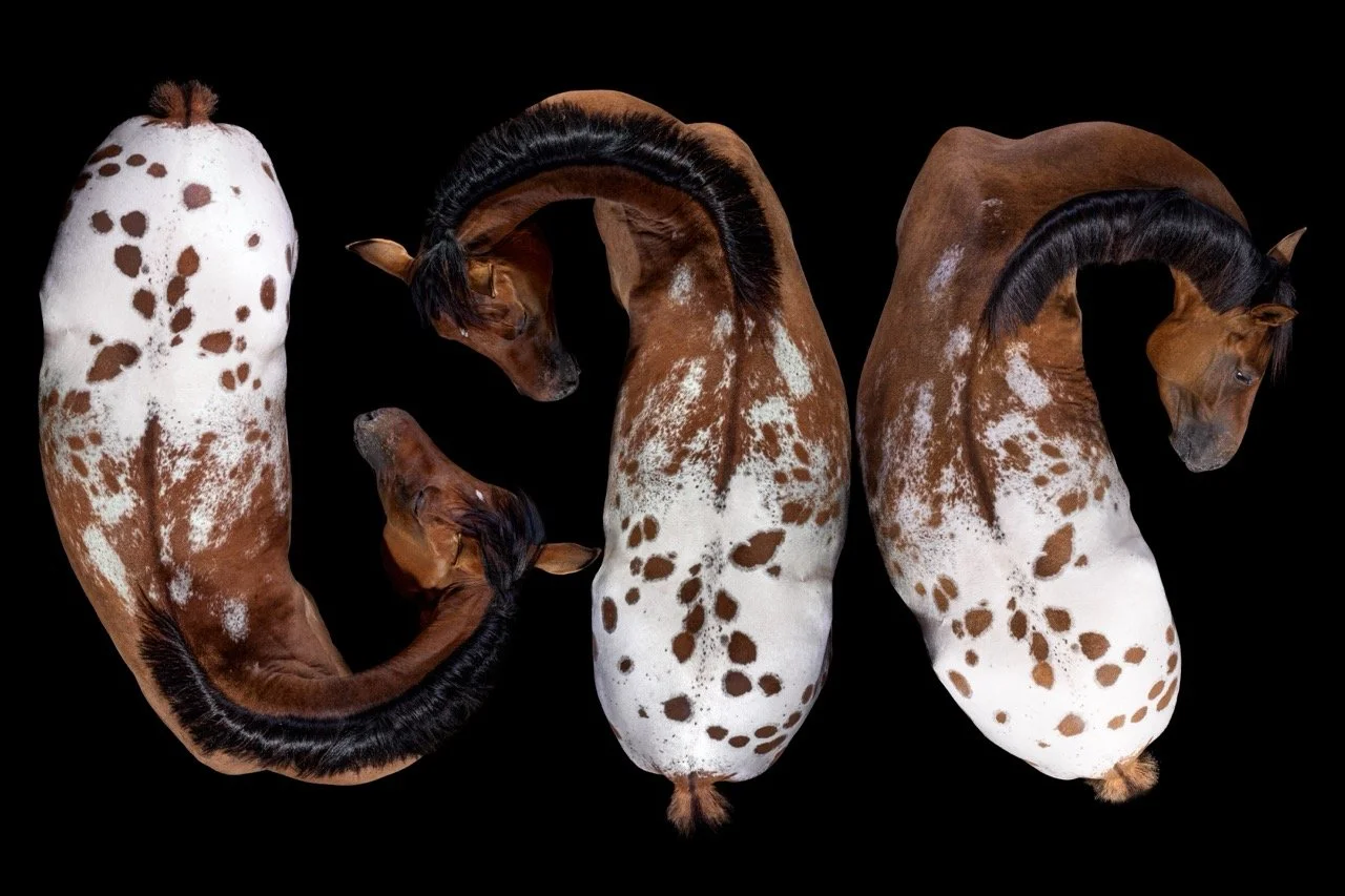 Calligraphy • 20x30  • Dye Sublimation on Aluminum 