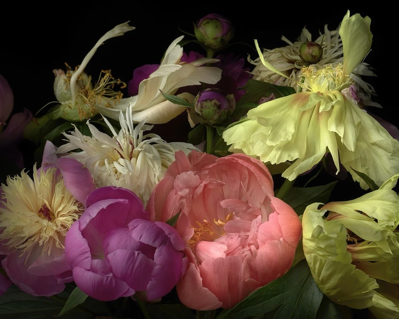 Peony Breeze • 37.5x30" • Dye Sublimation on Aluminum 