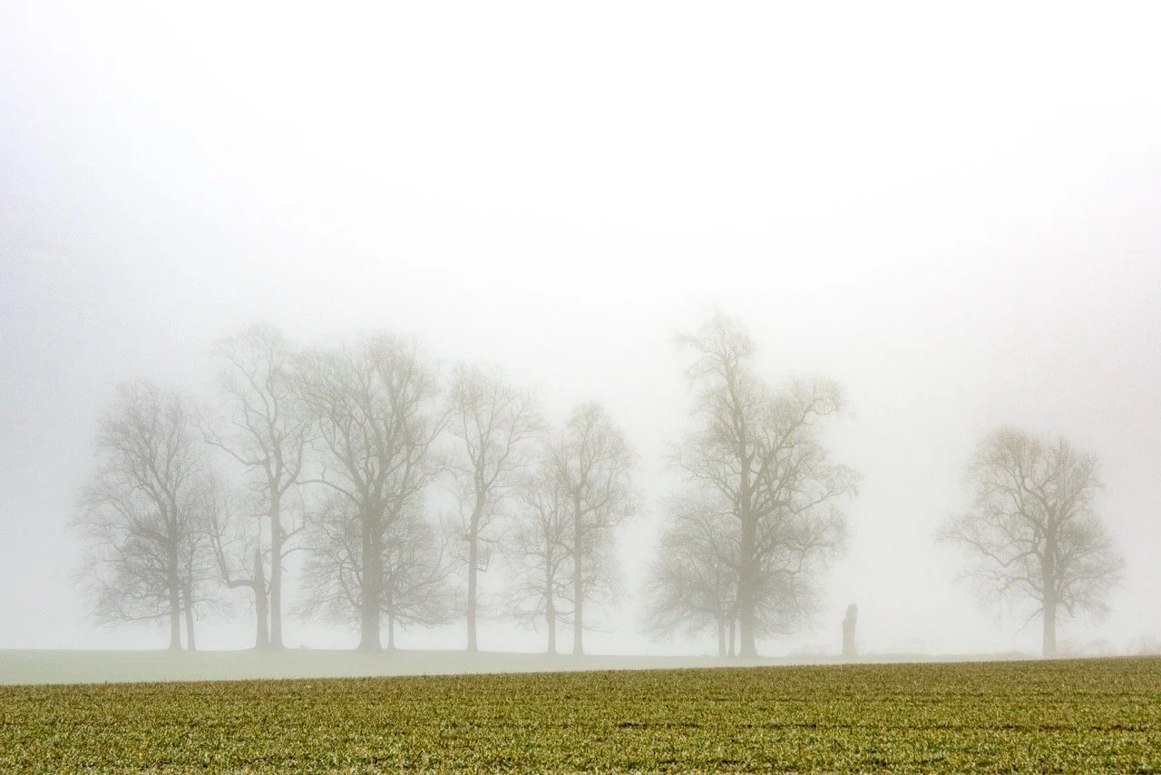 "Bloomingdale" • 12x16" • Dye Sublimation on Aluminum 