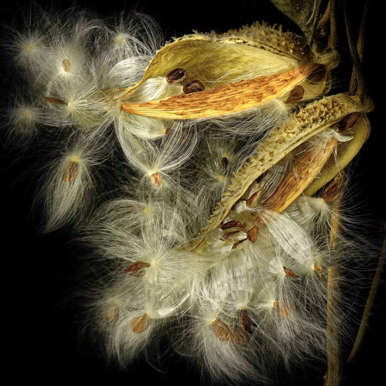 Golden Moment • 20x20" • Dye Sublimation on Aluminum 