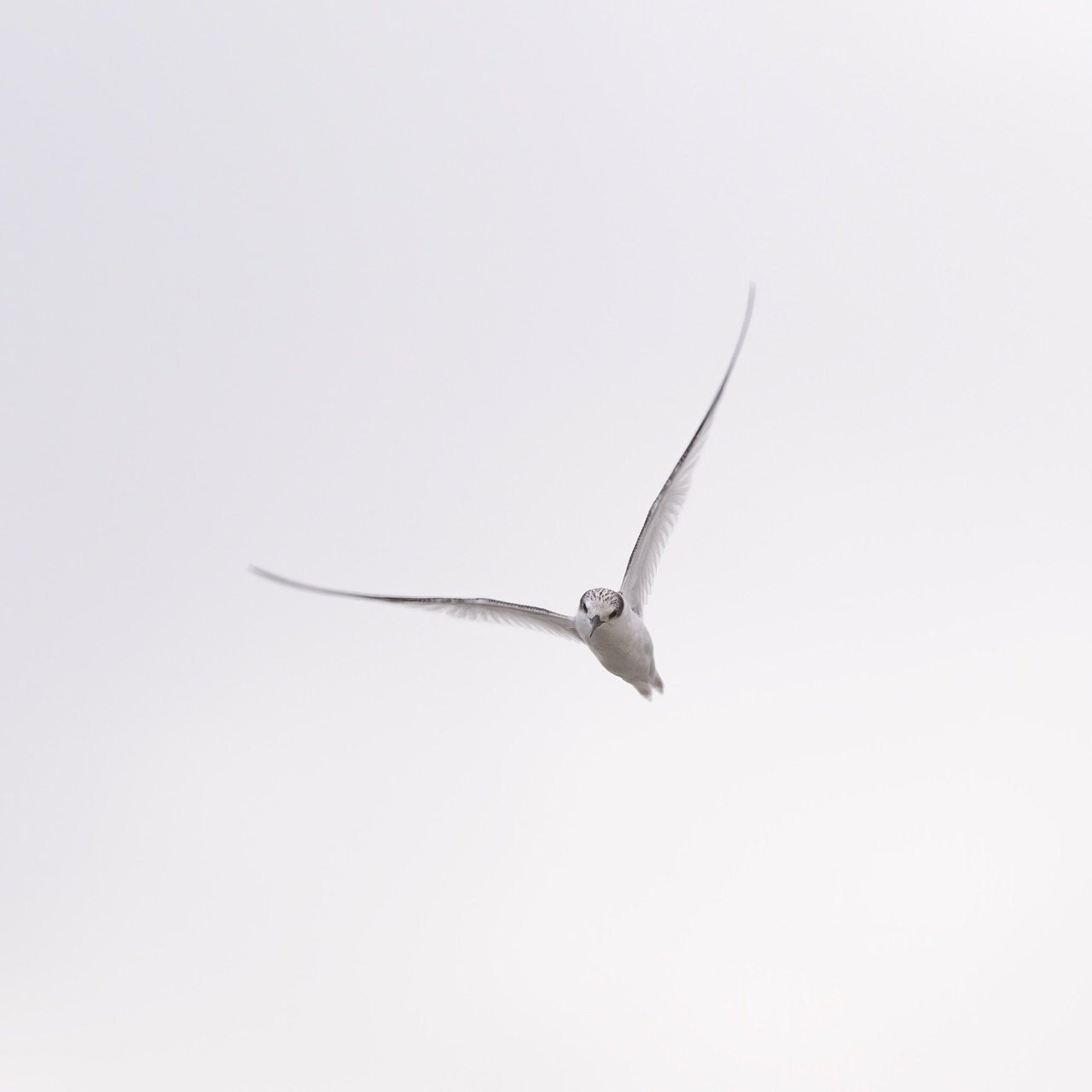 Solo • 30" Round • Dye Sublimation on Aluminum 