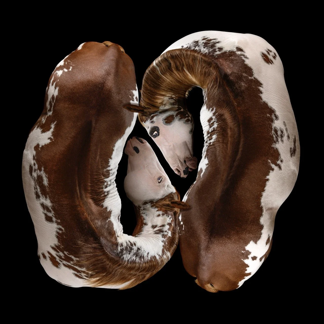 Stars and Strides • 40x40  • Dye Sublimation on Aluminum 