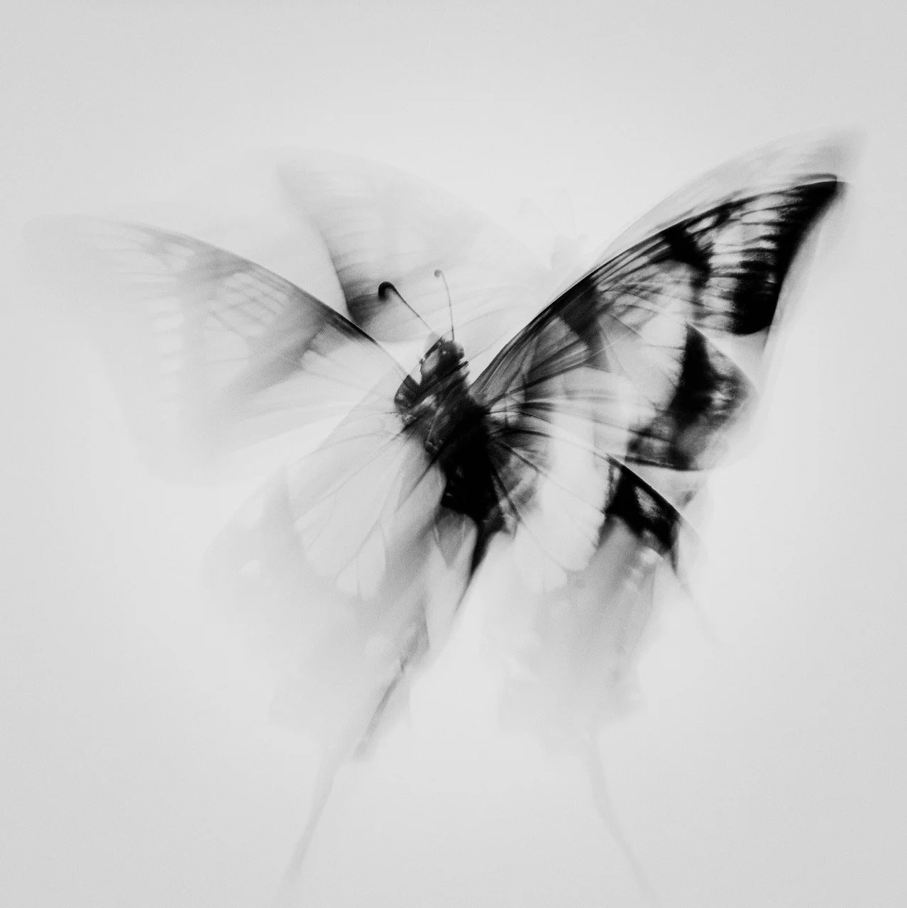 “Uncaged” • 35x35” • Dye Sublimation on Aluminum