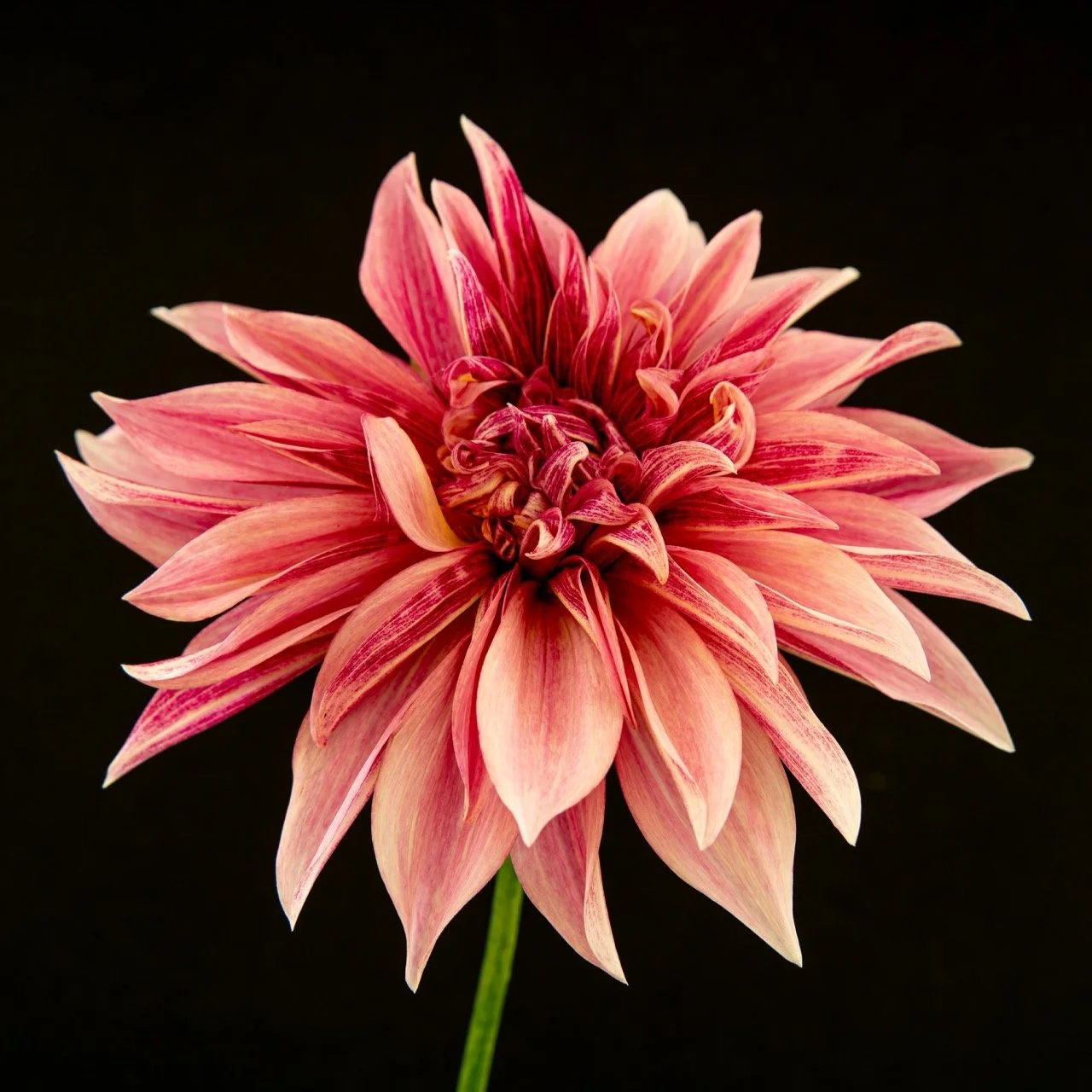 "Pink Dahlia" • 20x20 • Dye Sublimation on Aluminum 