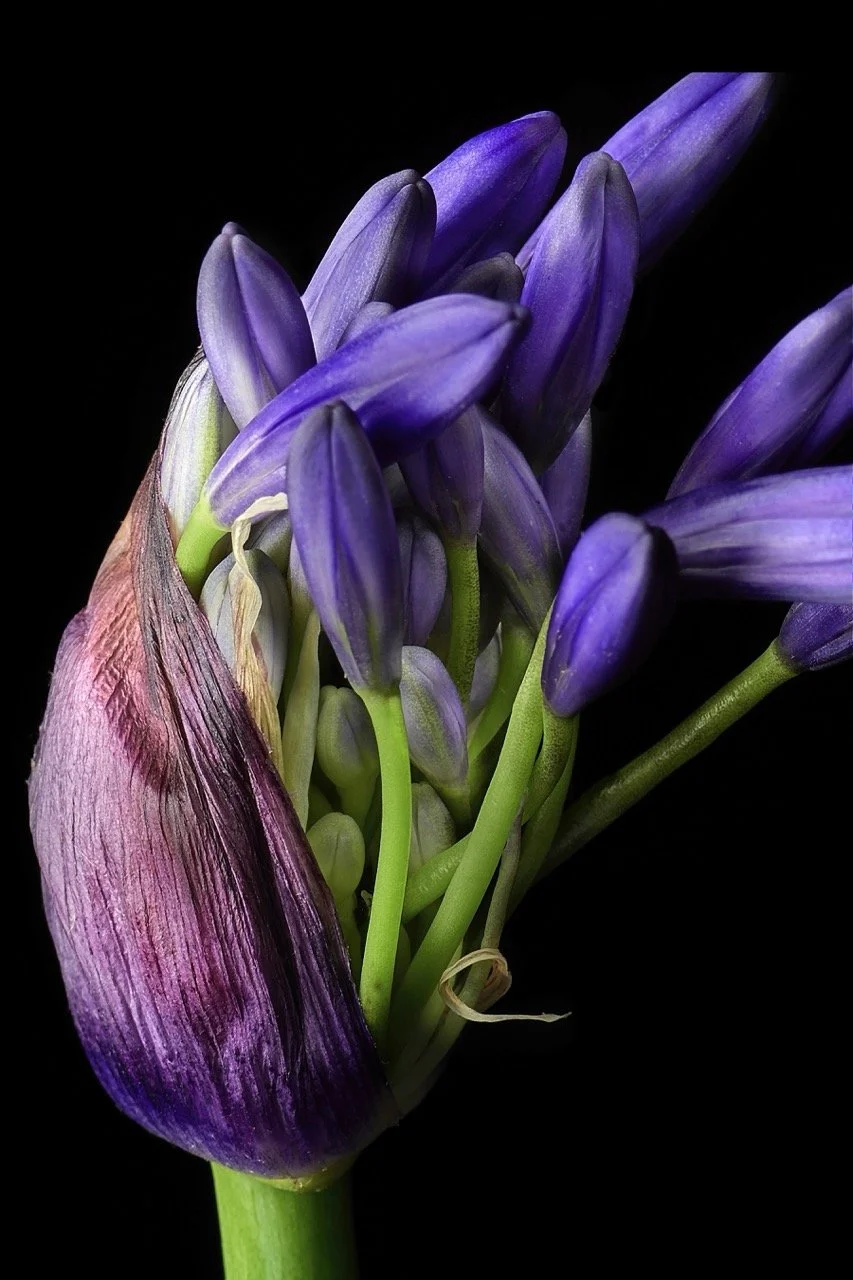 Agapanthus Blooming • 20x30" • Dye Sublimation on Aluminum 