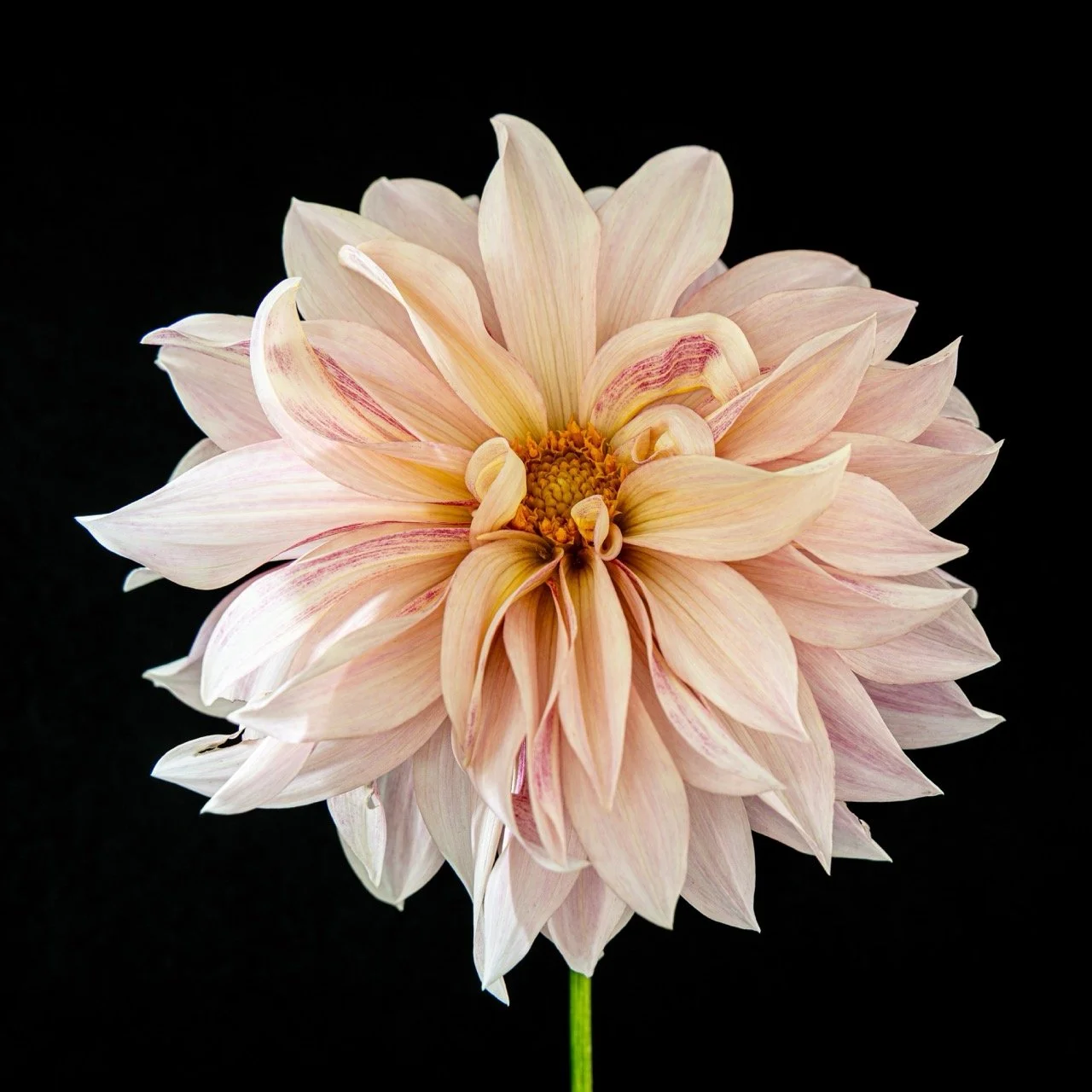 "Blush Dahlia" • 20x30" • Dye Sublimation on Aluminum