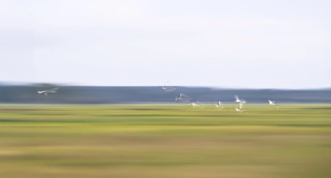 Follow Me (Diptych)  • 35x24"/35x41" • Dye Sublimation on Aluminum 