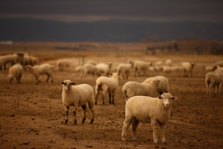akstreetdesign Colorado Lamb Processors