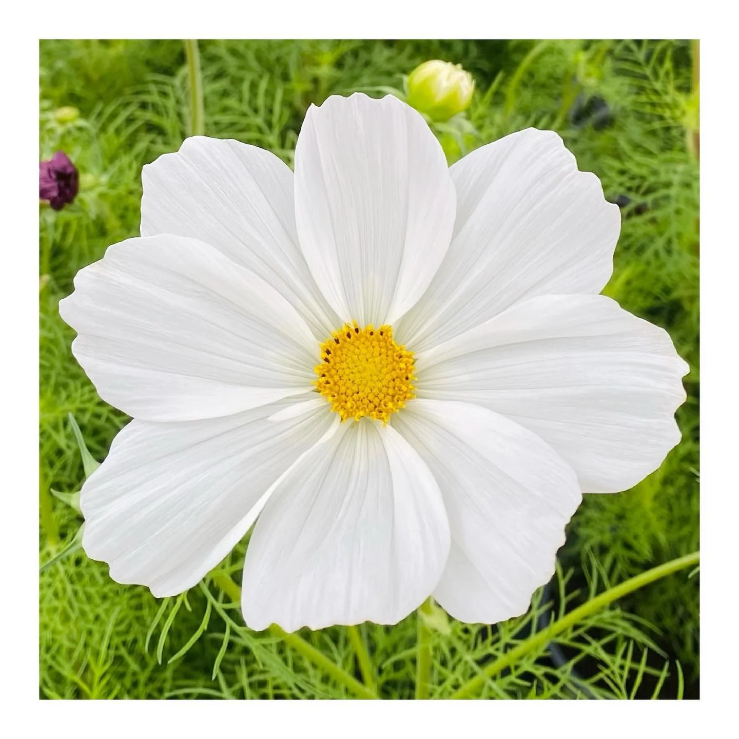 Hello🌻. 

We&rsquo;ve had a nice break from insta for a few months, and highly recommend it. 

Now is the season for us all to relax, socialise and bring some joy, love &amp; laughter into our lives - we all need that after the year we&rsquo;ve had&