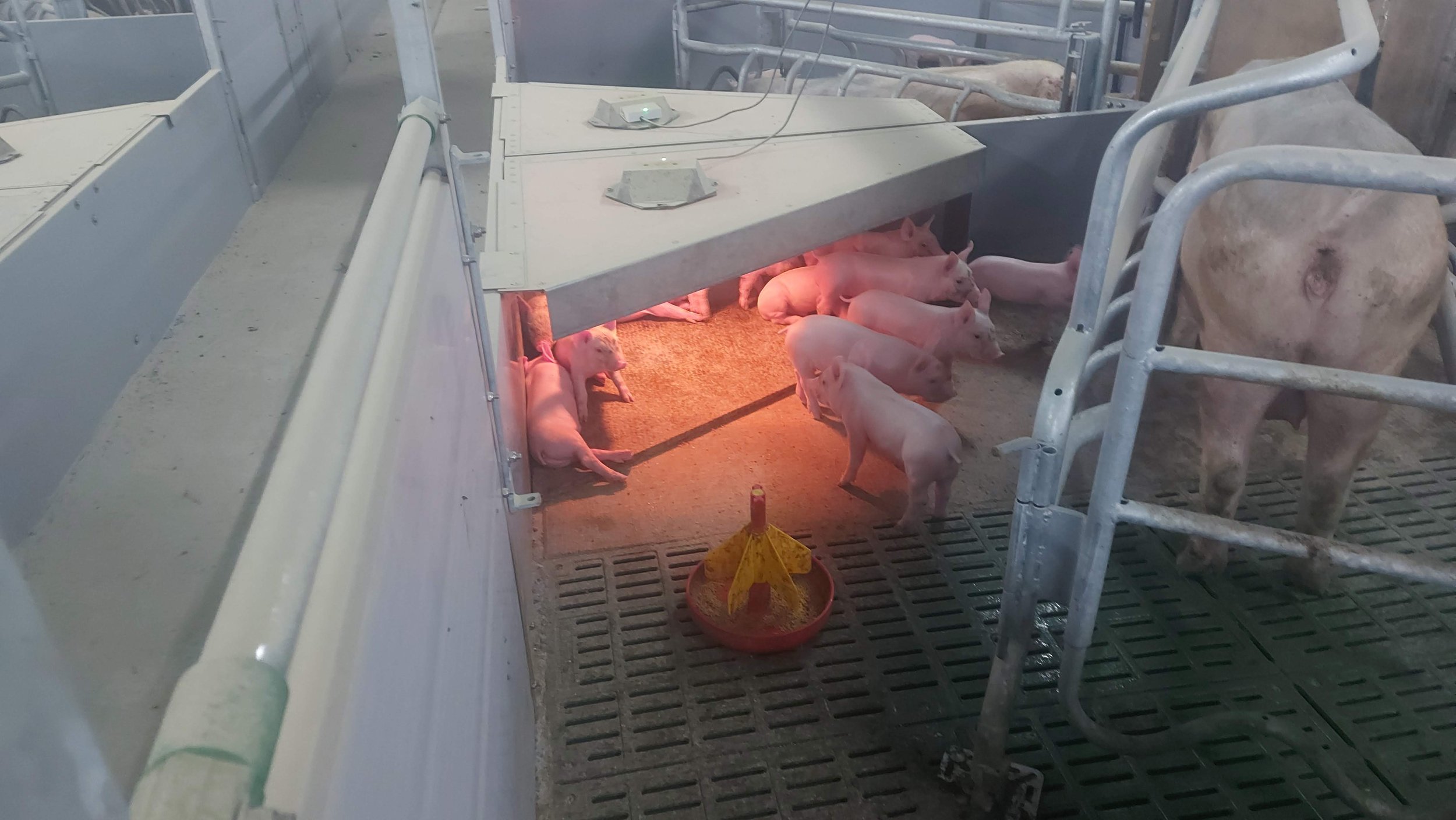 biggennest, slimme lampen biggen in kraamhokken, slimme lampen biggen in biggenbatterijen, doodliggers