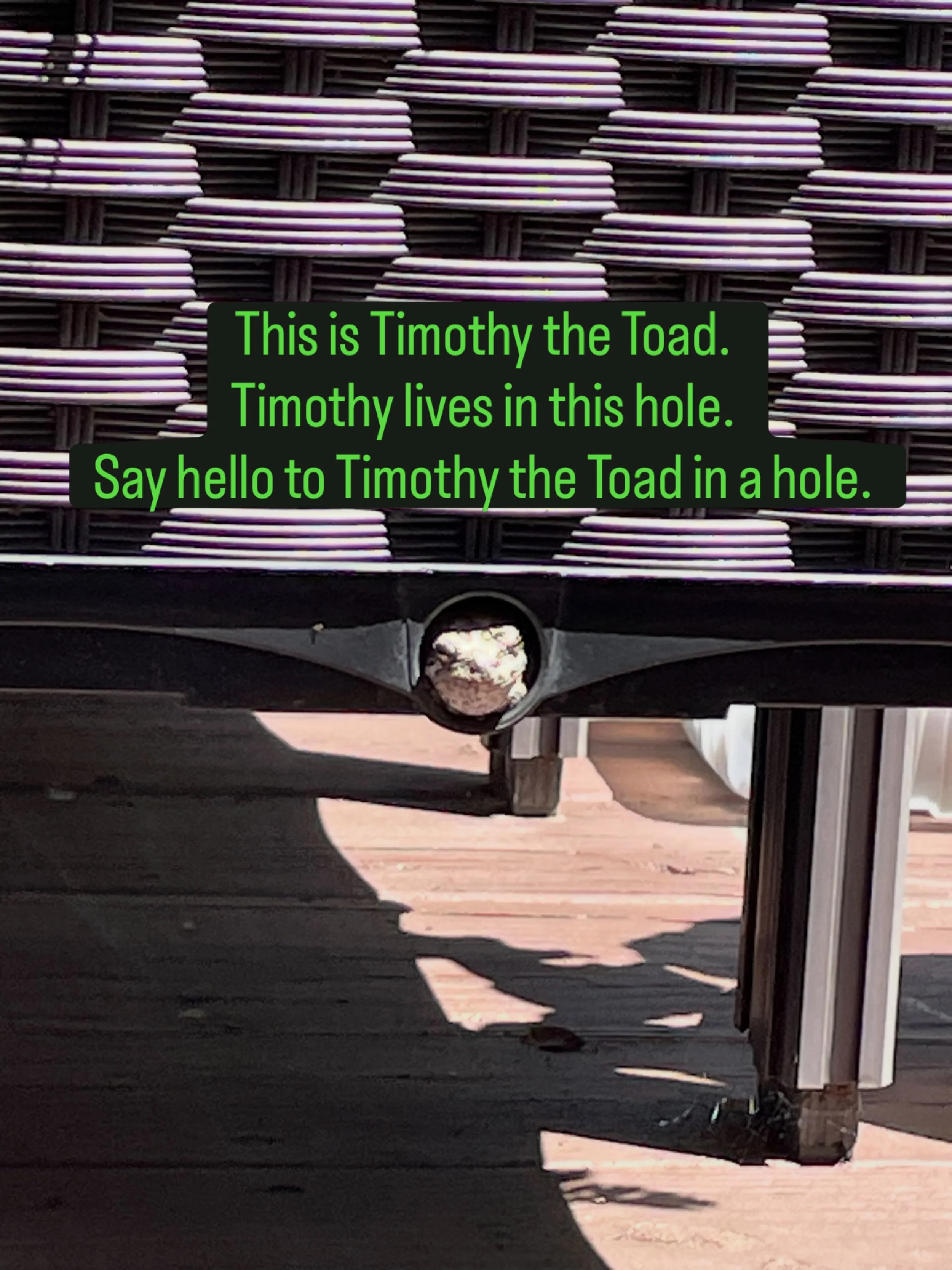 Timothy the Toad. We&rsquo;re buddies.