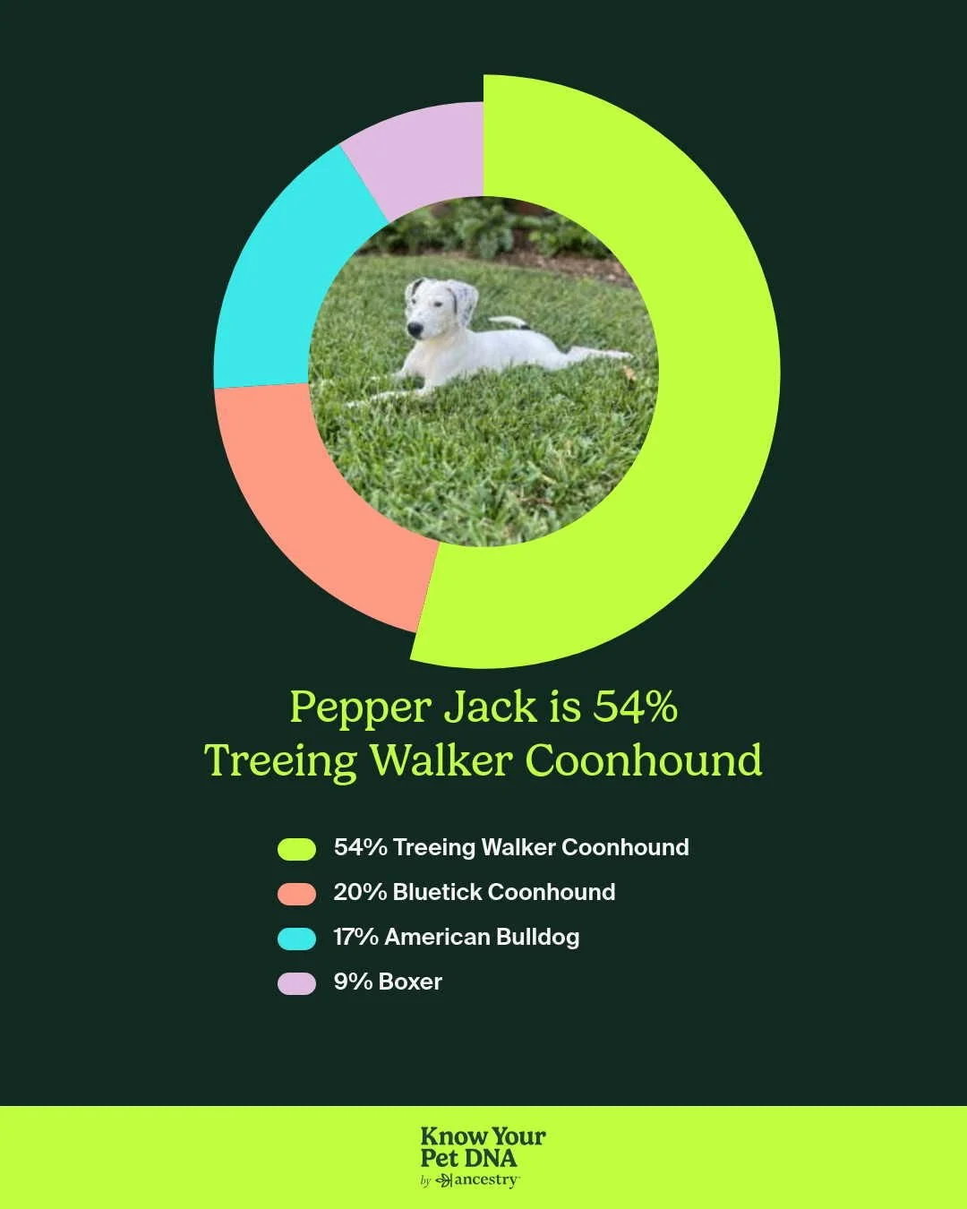 Treeing Walker Coonhound, Dallas, rescue dog, adopt, DFW, Fort Worth, Frisco, Plano, McKinney