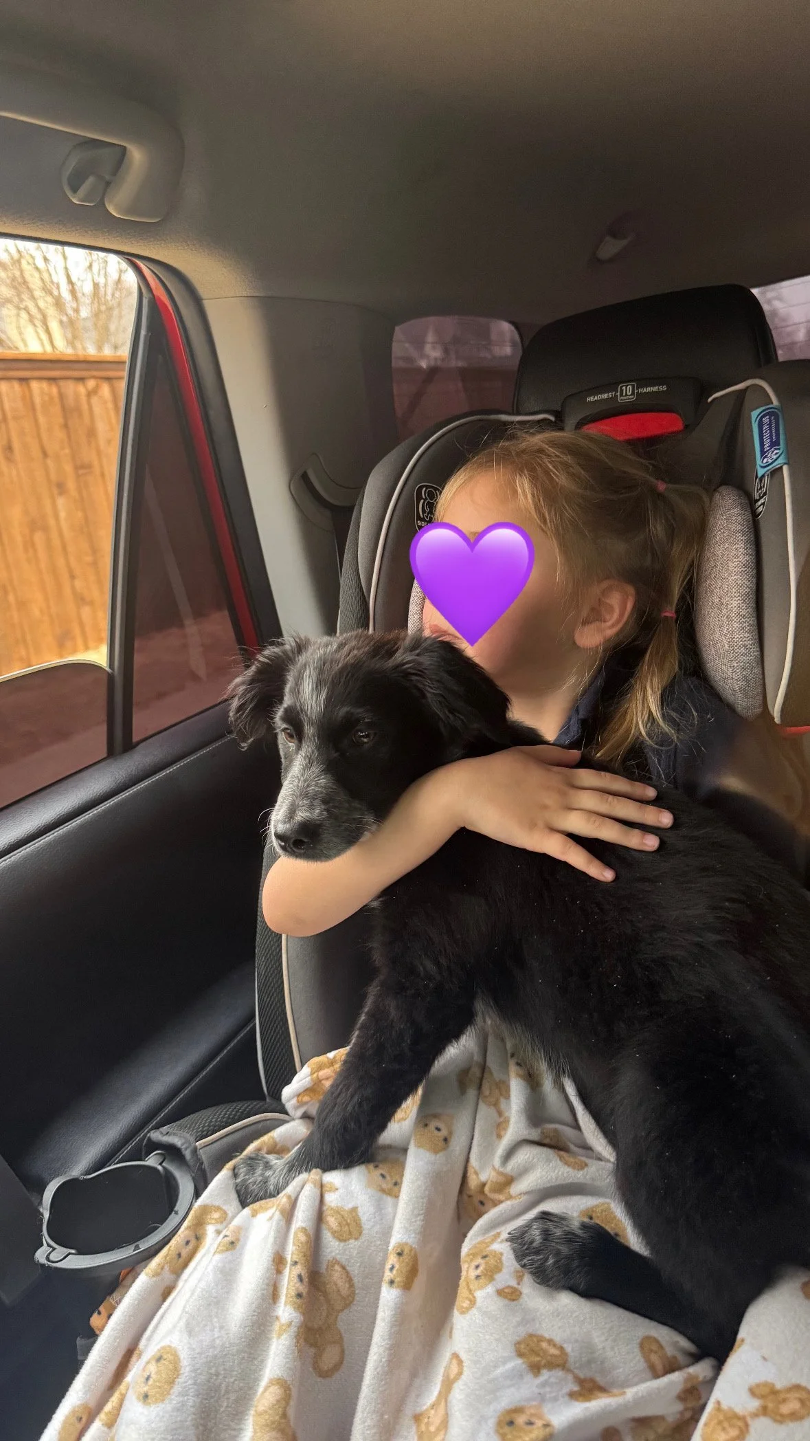 Pointer puppy, puppy, GSP puppy, German Shorthaired puppy, DFW, McKinney, Fort Worth, Texas, rescue, adopt, Southlake, kid-friendly