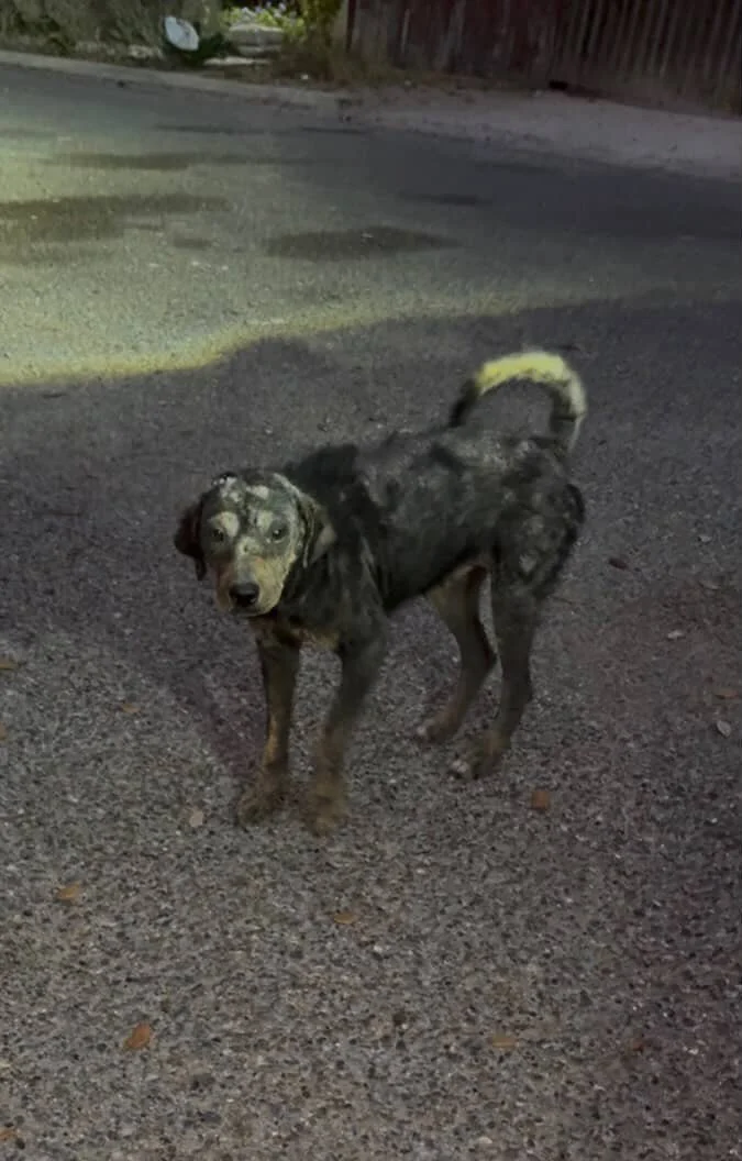Rescue, adopt, Dallas, summer, Shepherd mix, DFW, Plano, Fort Worth