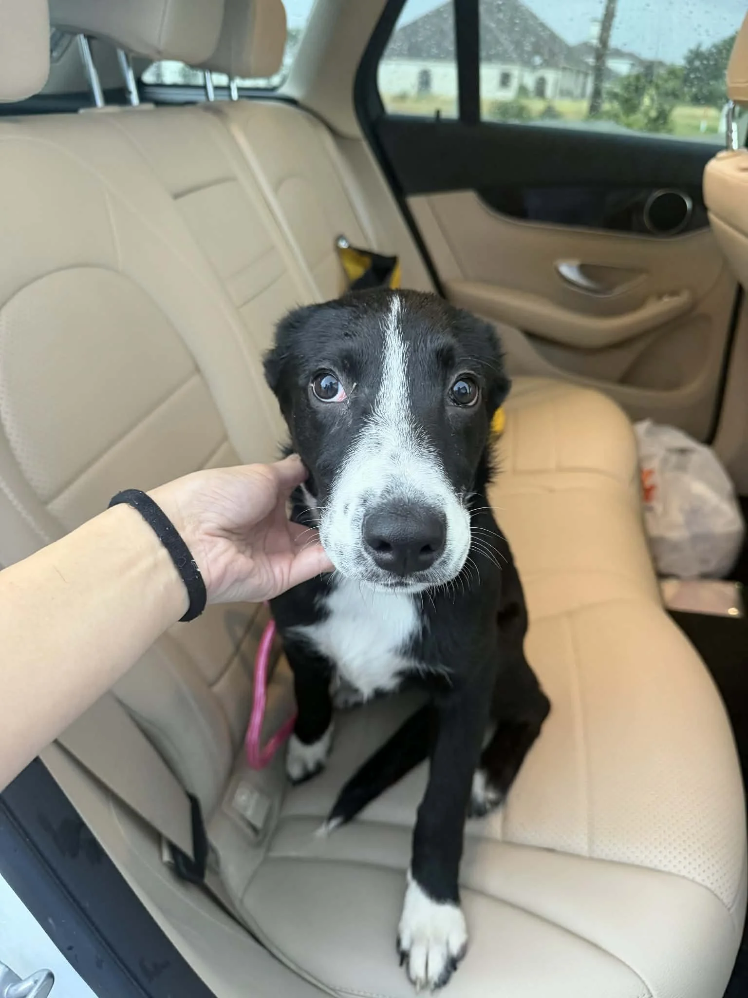 Pointer mix puppy, black and white dog, cute dog, big ears, Pointer, Dallas, McKinney, Plano, rescue, adopt