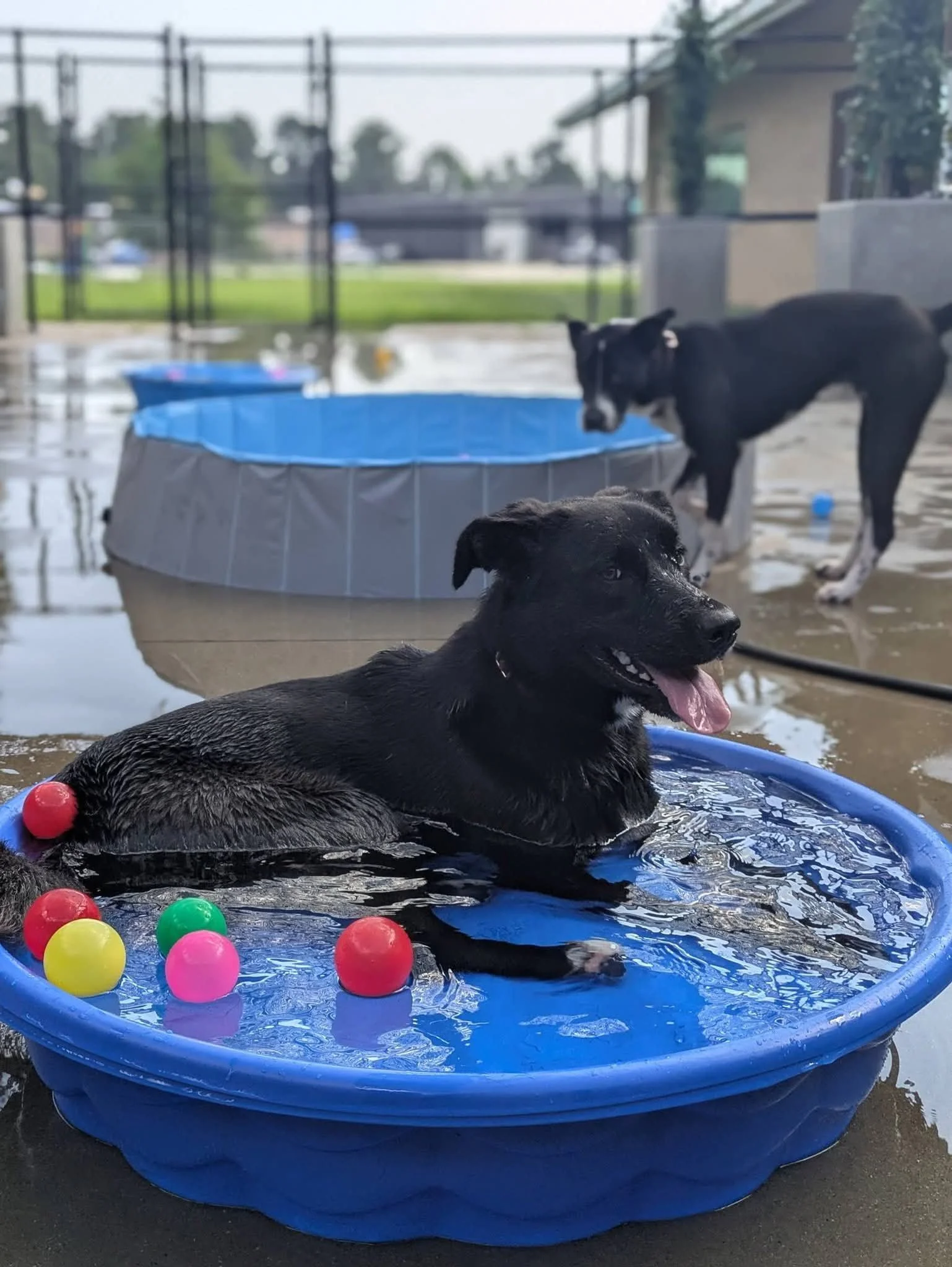 Black Labrador, dog, rescue, adopt, McKinney, DFW, Plano, Frisco, summer