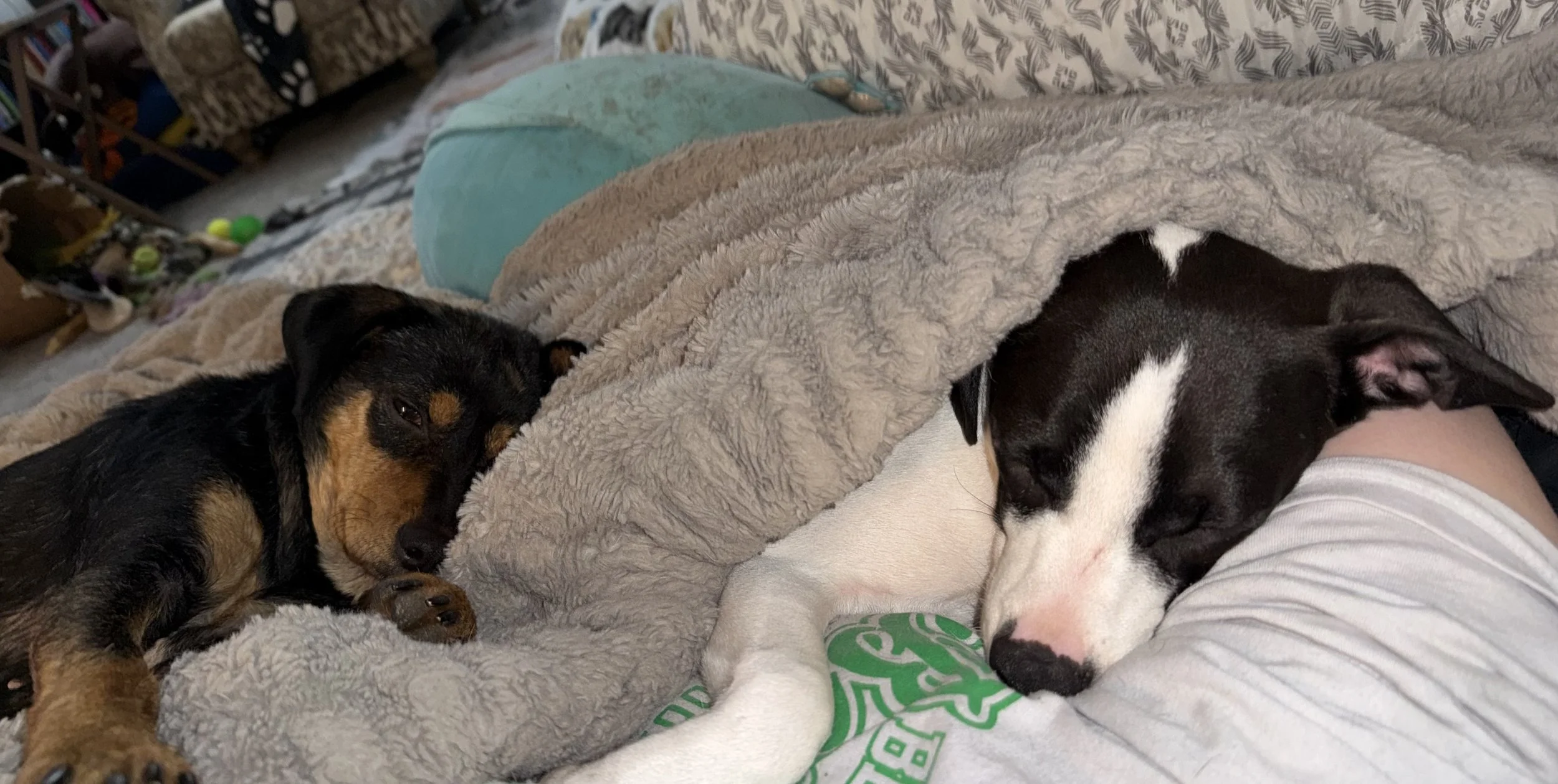 Rescue, adopt, Dallas, summer, Shepherd mix, DFW, Plano, Fort Worth
