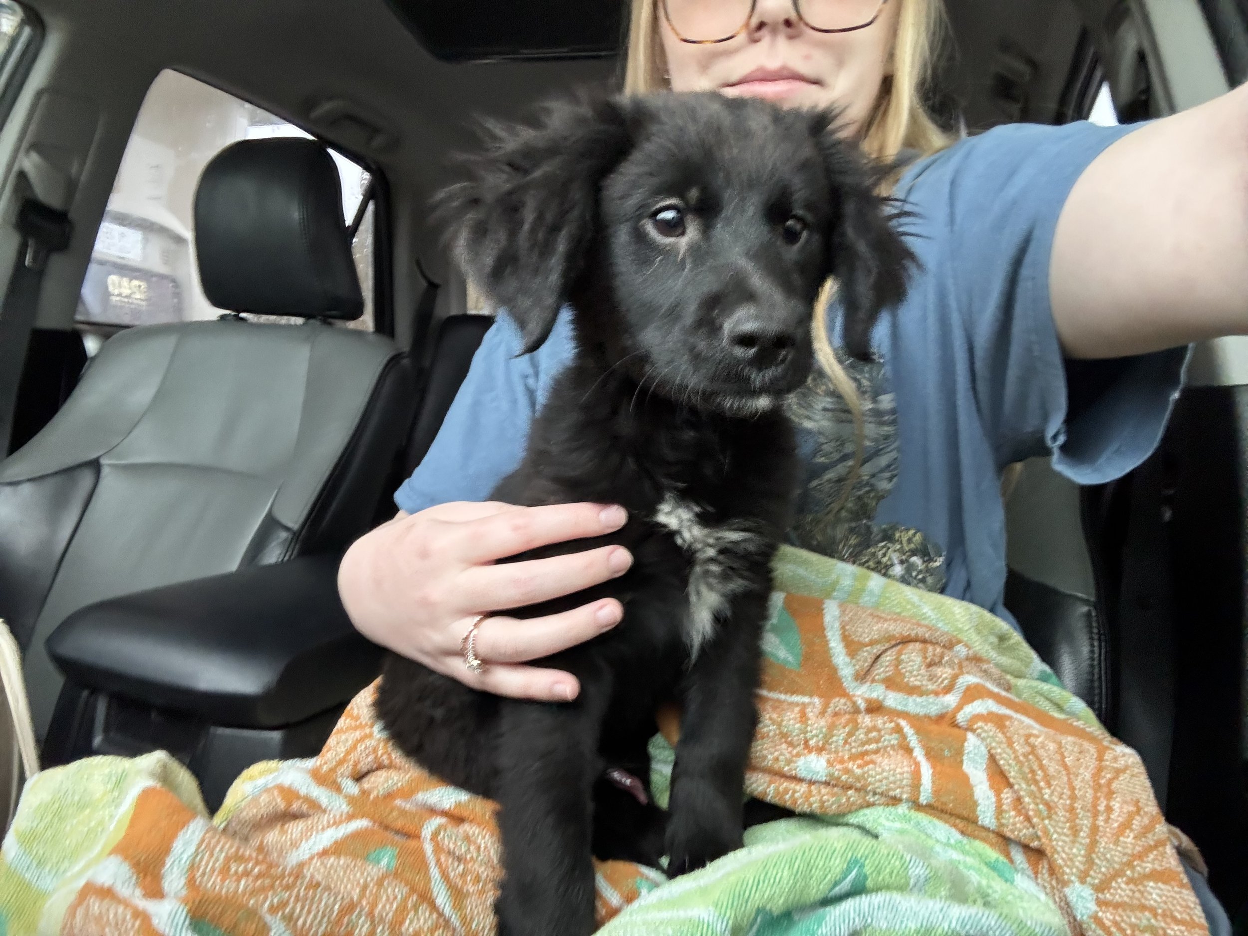 Flat Coated Retriever, Black Labrador Retriever, Retriever, Dallas, McKinney, Plano, Frisco, Carrollton, rescue, adopt, puppy