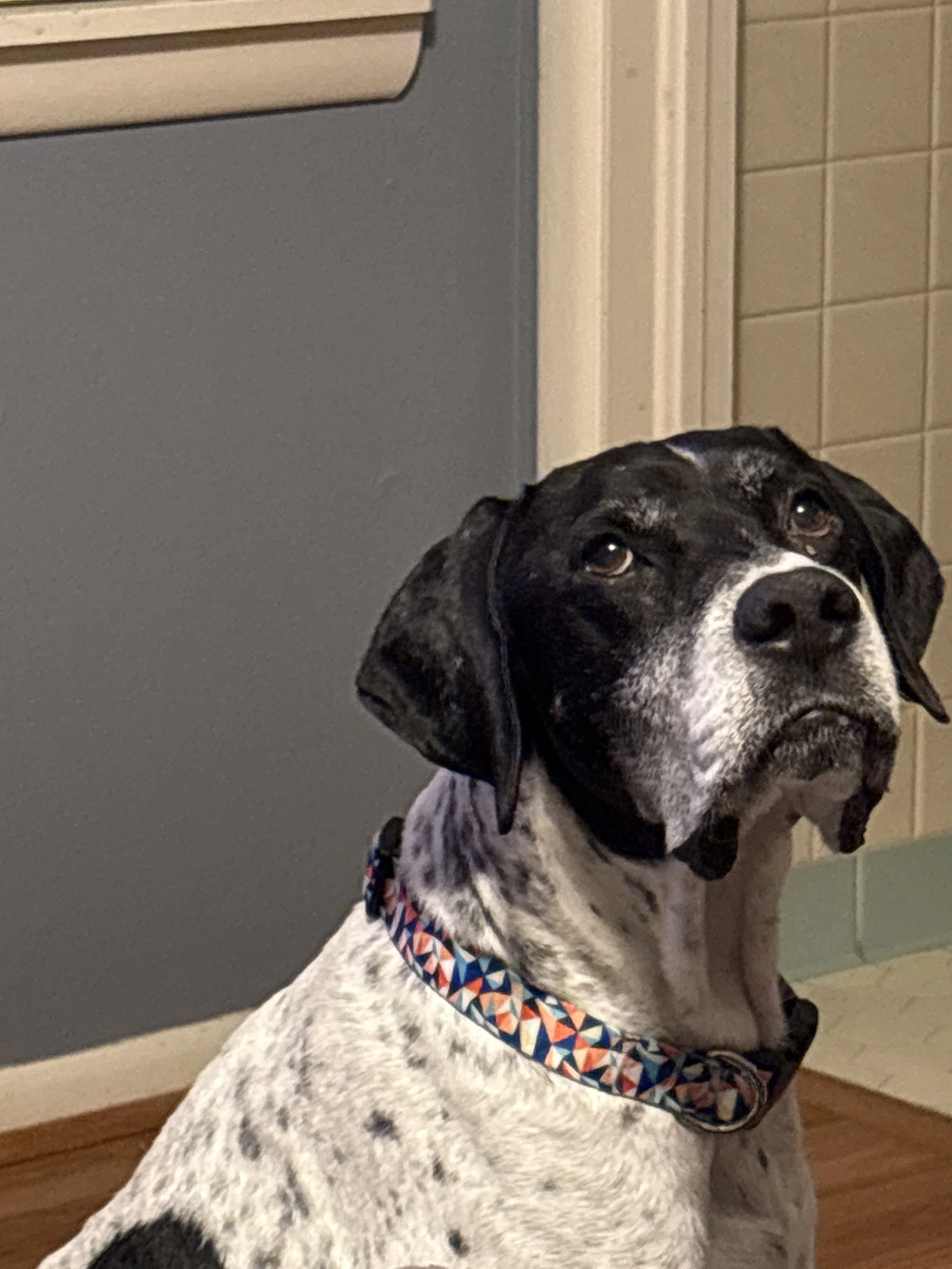 Pointer, GSP, DFW, rescue, adopt, Dallas, McKinney, Plano, senior dog, black and white dog, cute dog, Frisco, Anna, Grapevine, Fort Worth, North Texas
