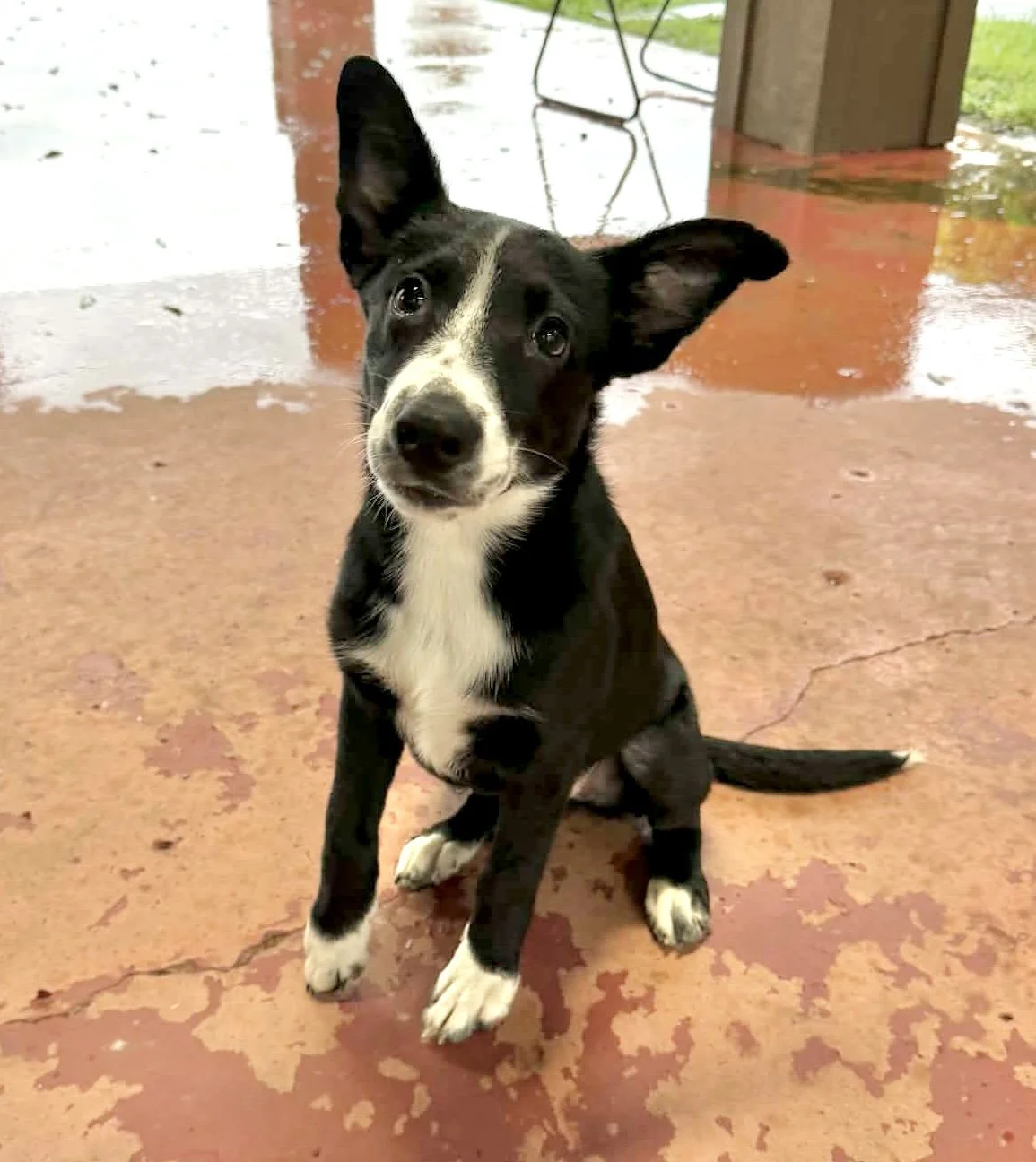 Pointer mix puppy, black and white dog, cute dog, big ears, Pointer, Dallas, McKinney, Plano, rescue, adopt
