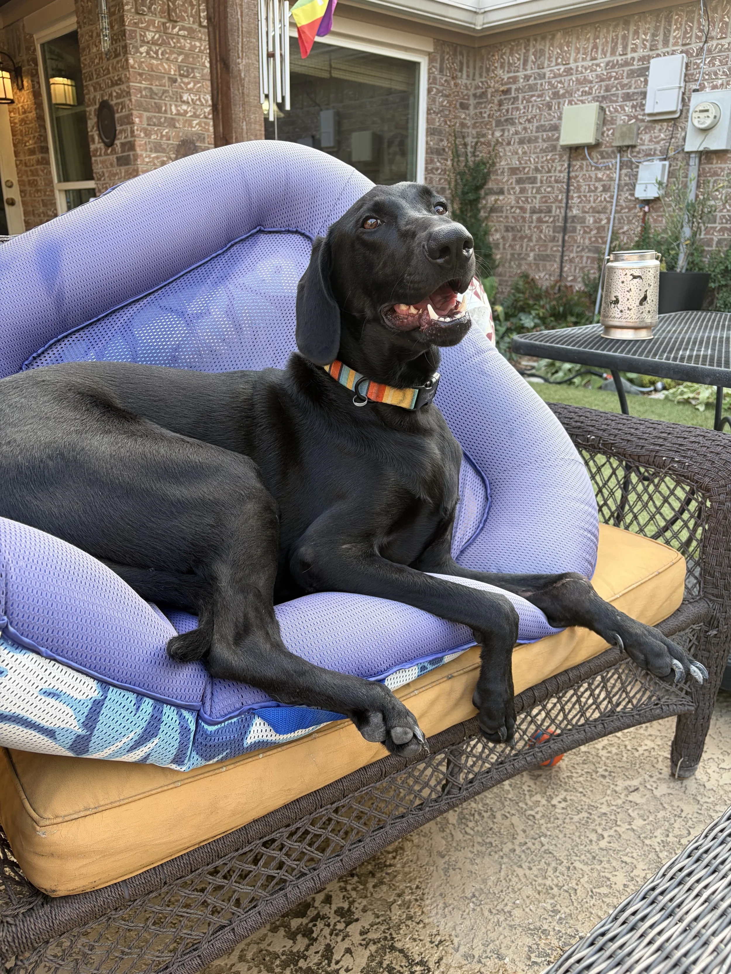 Pointer, GSP, Black Labrador, Dallas, DFW, Plano, McKinney, adopt, rescue, Colorado, Frisco, Fort Worth