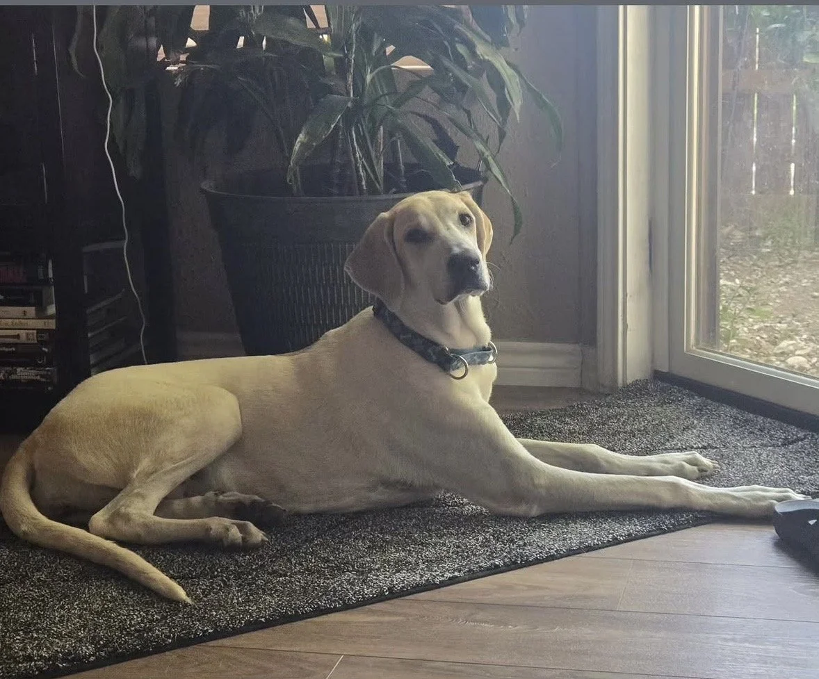Labrador, Lemon Pointer, Dallas, rescue dog, adopt, puppy, McKinney, Texas