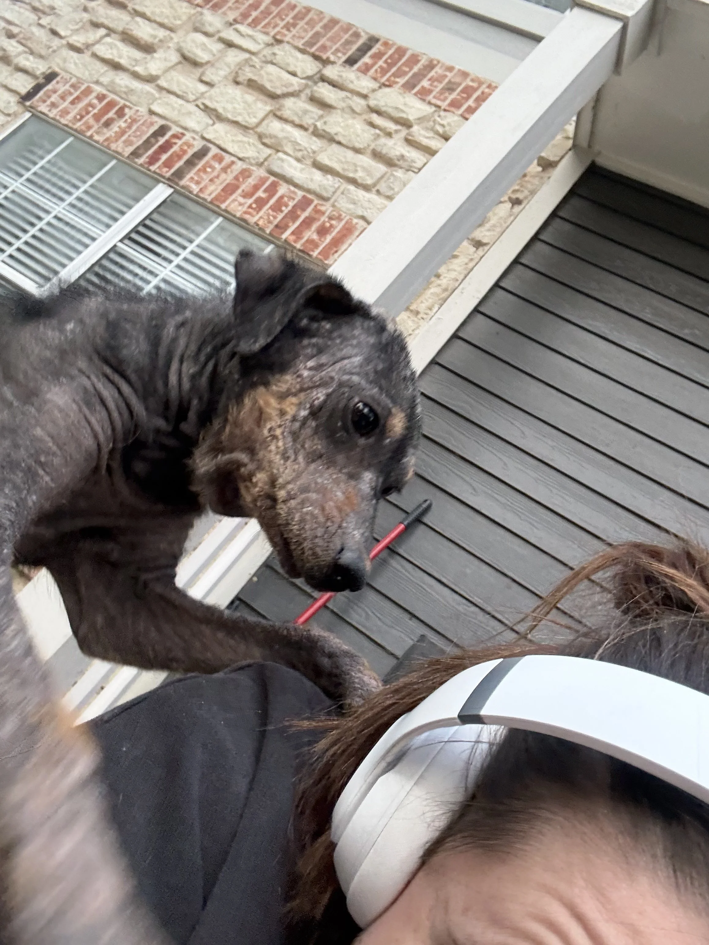 Rescue, adopt, Dallas, summer, Shepherd mix, DFW, Plano, Fort Worth