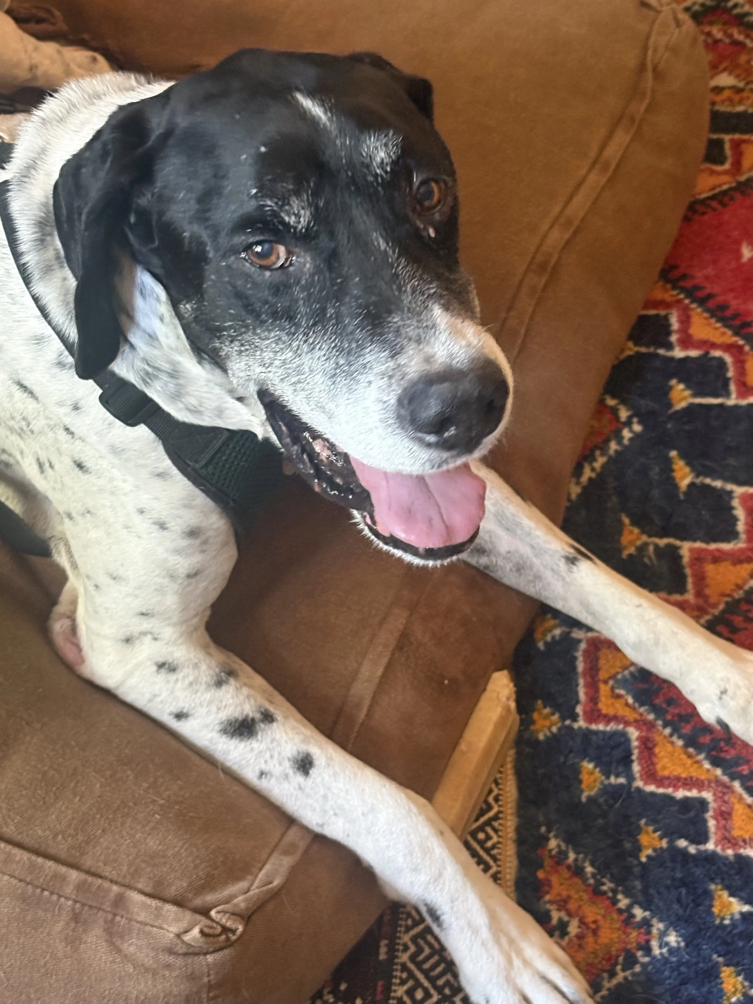 Pointer, GSP, DFW, rescue, adopt, Dallas, McKinney, Plano, senior dog, black and white dog, cute dog, Frisco, Anna, Grapevine, Fort Worth, North Texas