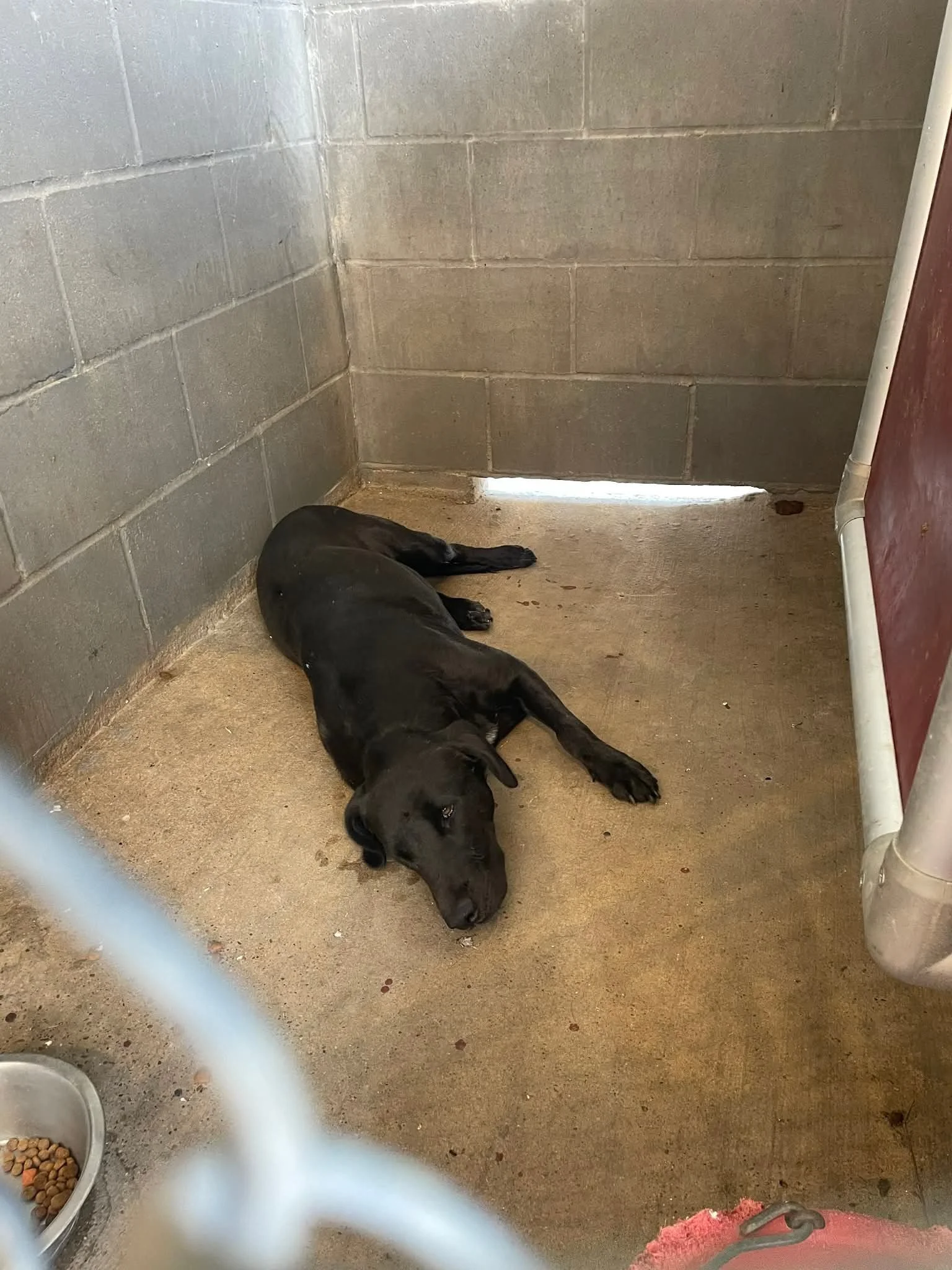 Black Labrador, Labrador, McKinney, Plano, Frisco, adoptable, Dallas, Fort Worth