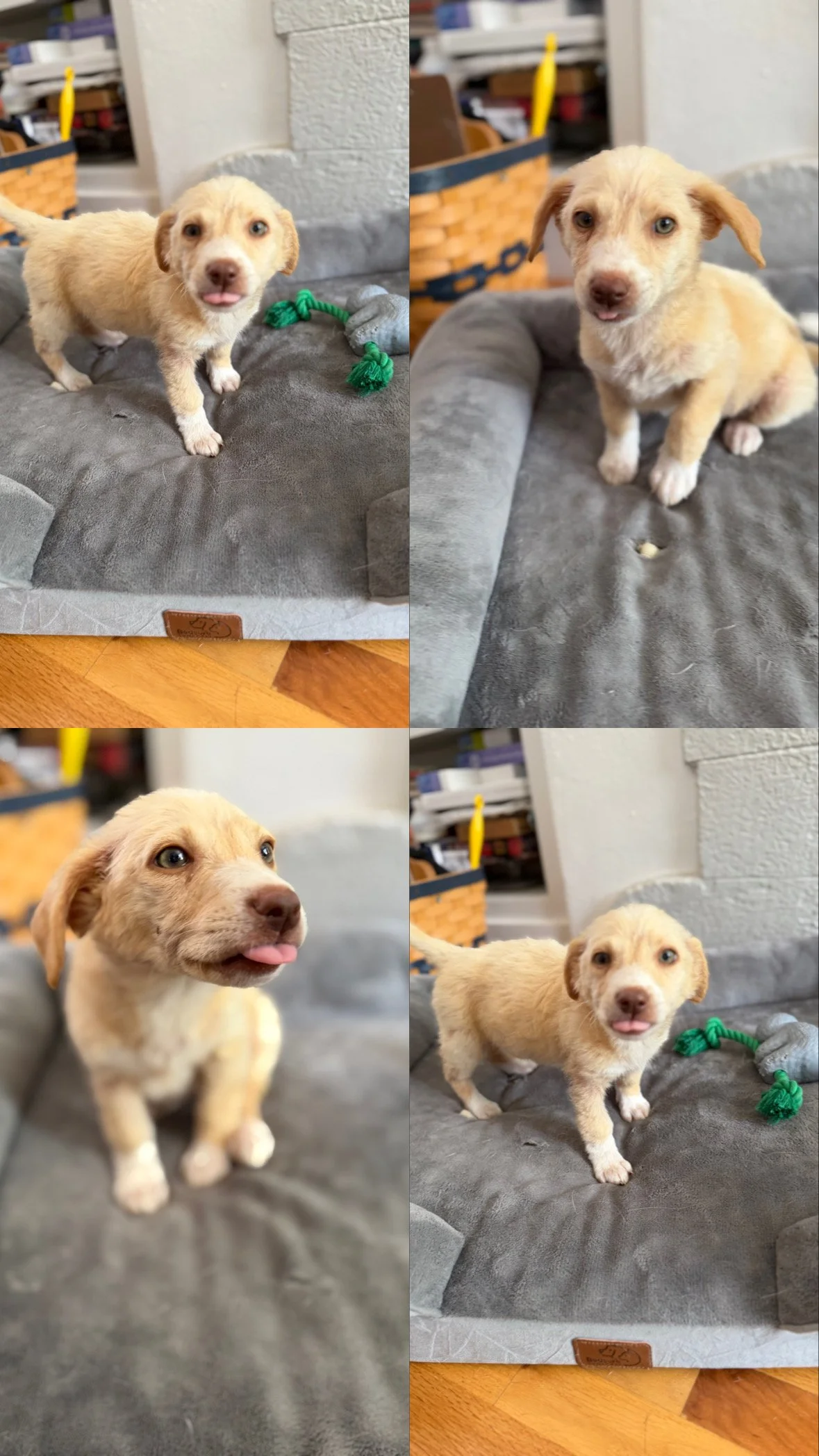 Puppy, Golden Retriever, Golden Retriever puppy,Labrador, DFW, Plano, McKinney, Frisco, Dallas, Fort Worth, labrador puppy, adoptable, rescue dog