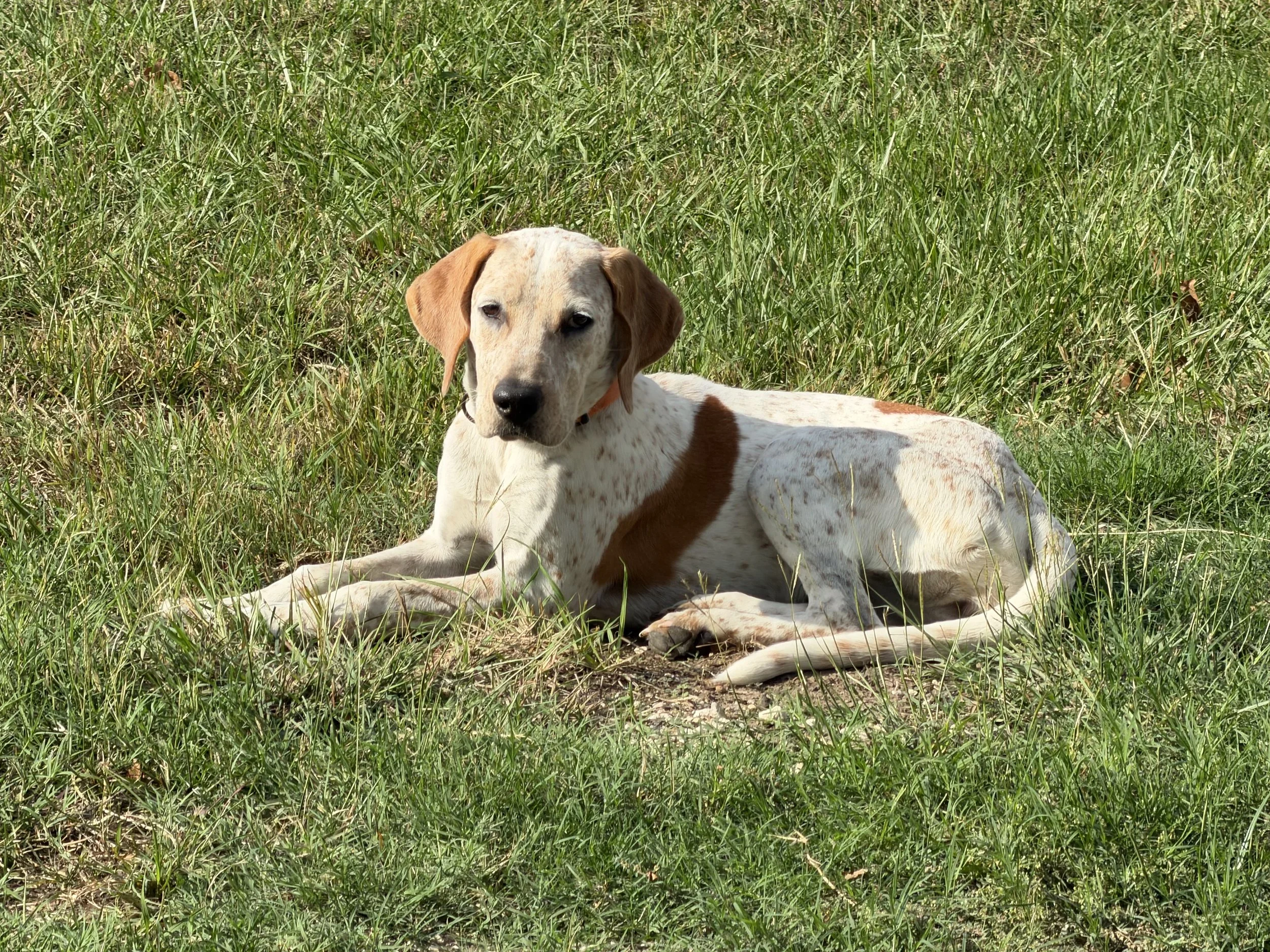 English Pointer, Pointer, GSP, adopt, rescue, Dallas, Colorado, McKinney, Plano, DFW, North Texas, Grapevine, Frisco, Anna, Nebraska, dog